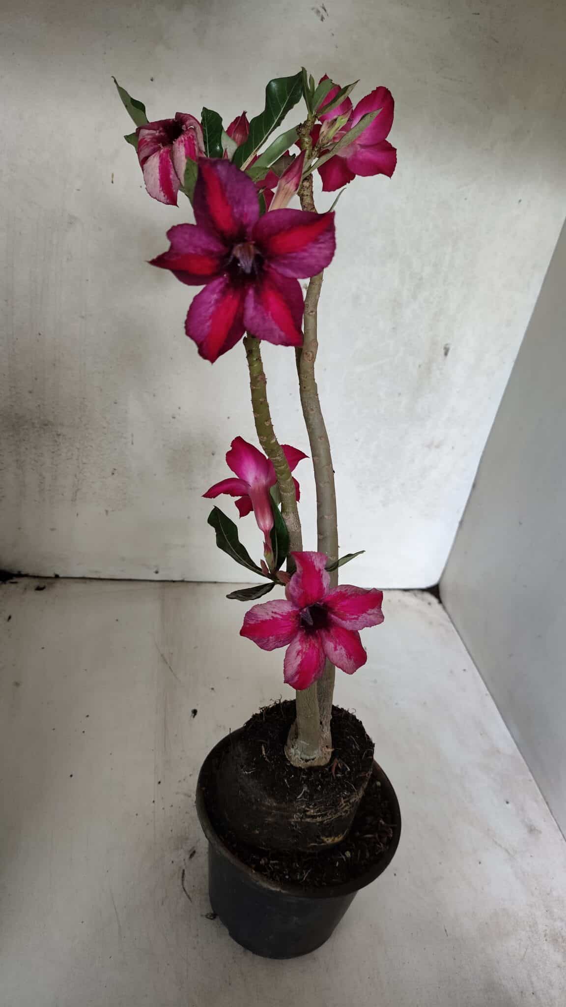 Planta Simples 3397 – 35cm – 03 anos - foto 9