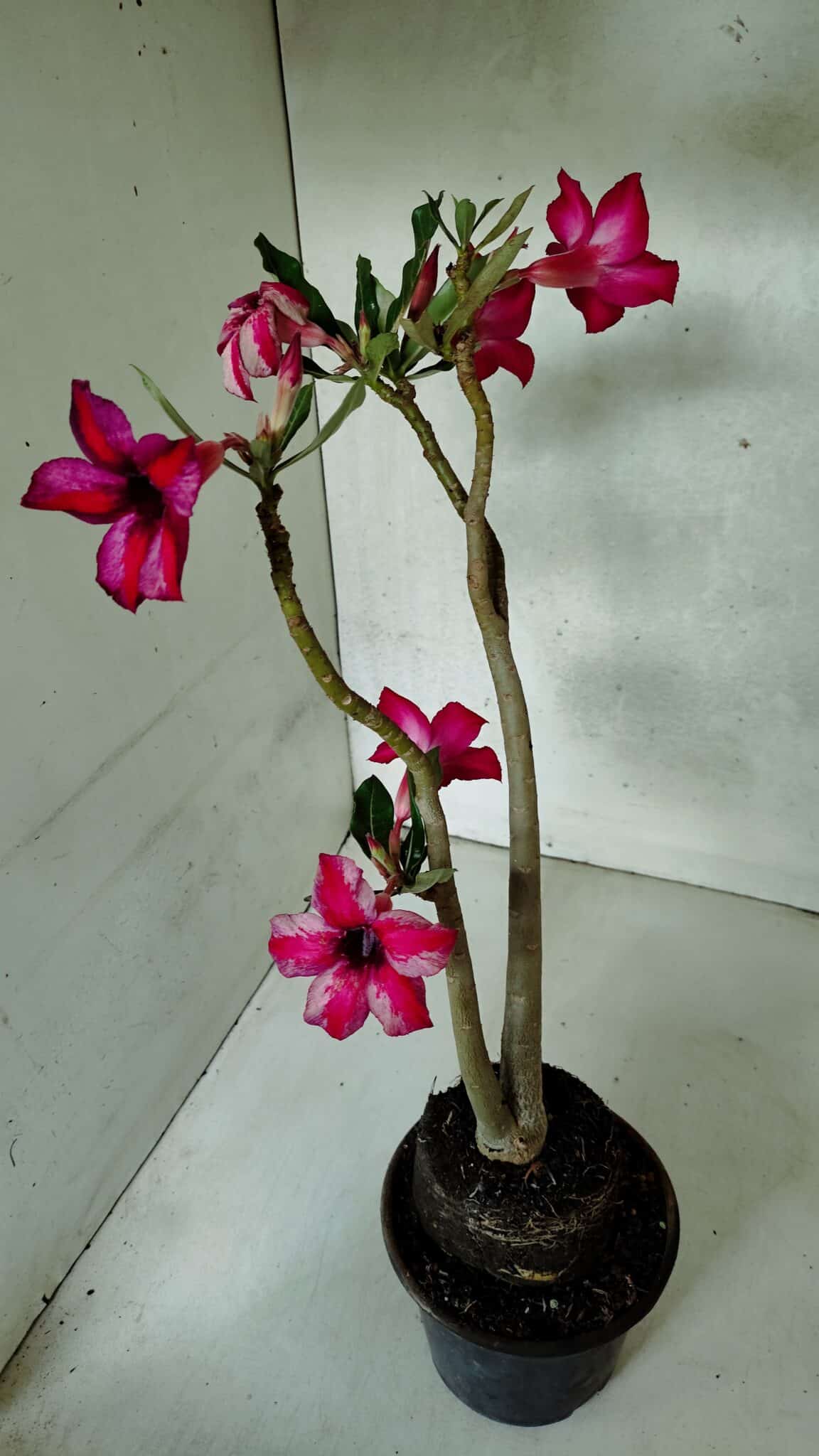 Planta Simples 3397 – 35cm – 03 anos - foto 8