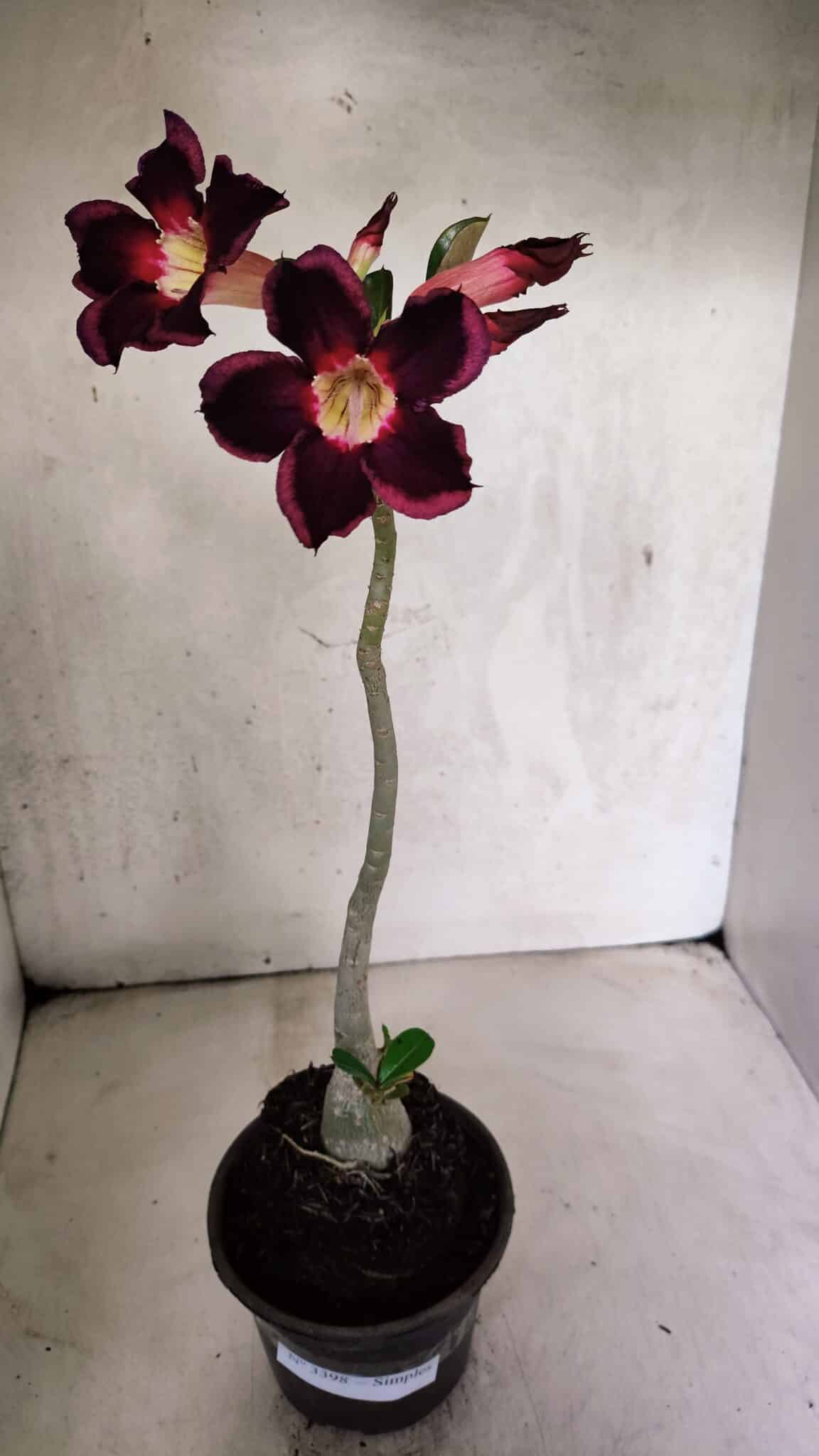 Planta Simples 3398 – 30cm – 02 anos - foto 2