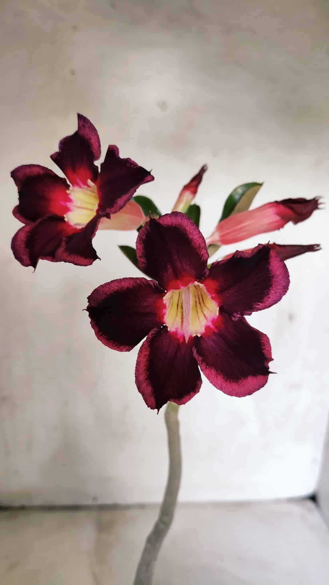 Planta Simples 3398 – 30cm – 02 anos - foto 3