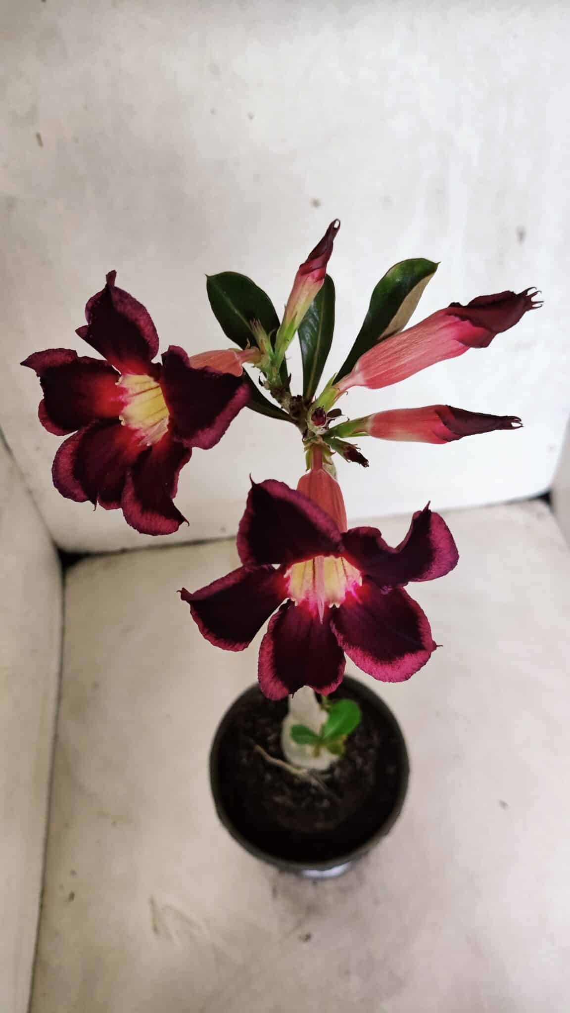 Planta Simples 3398 – 30cm – 02 anos - foto 4
