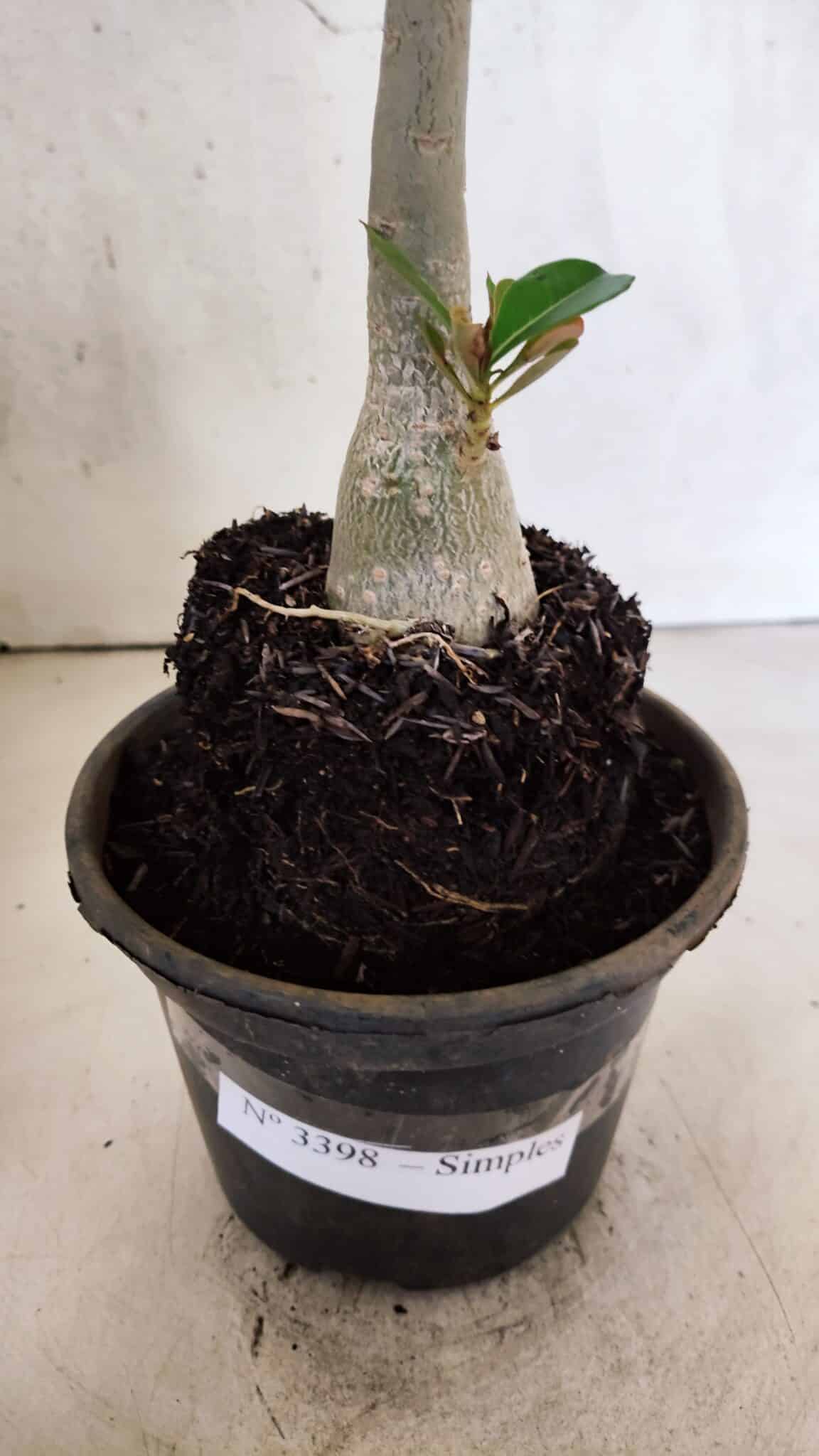 Planta Simples 3398 – 30cm – 02 anos - foto 6