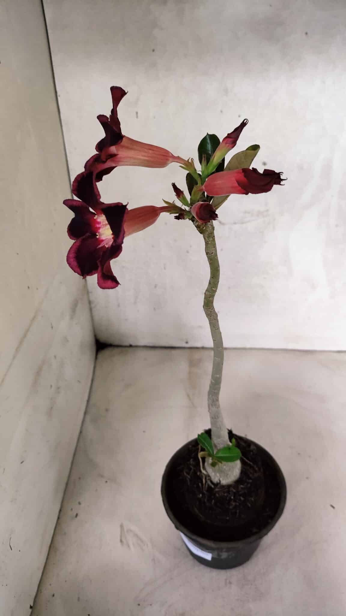 Planta Simples 3398 – 30cm – 02 anos - foto 5