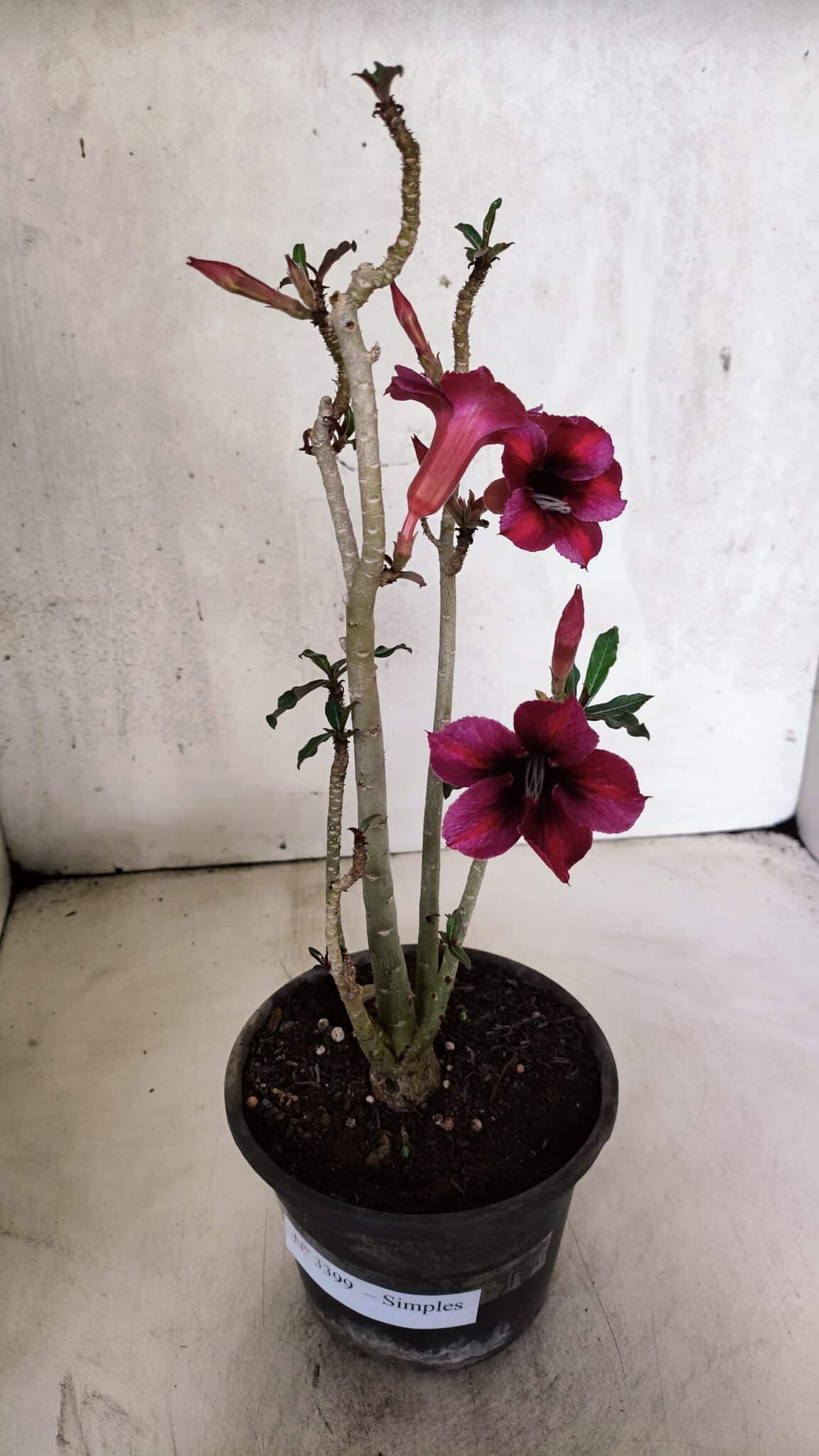 Planta Simples 3399 – 30cm – 02 anos - foto 2