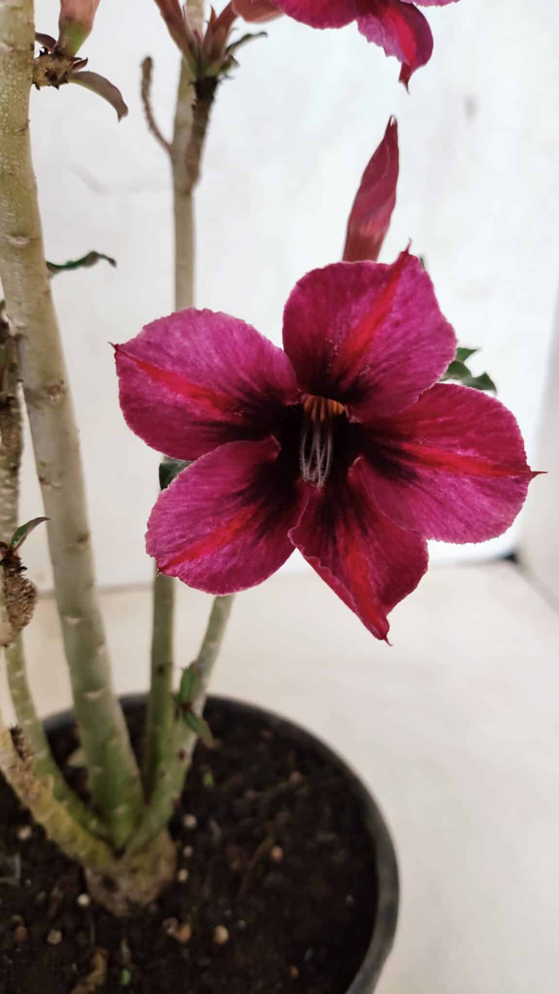 Planta Simples 3399 – 30cm – 02 anos - foto 3