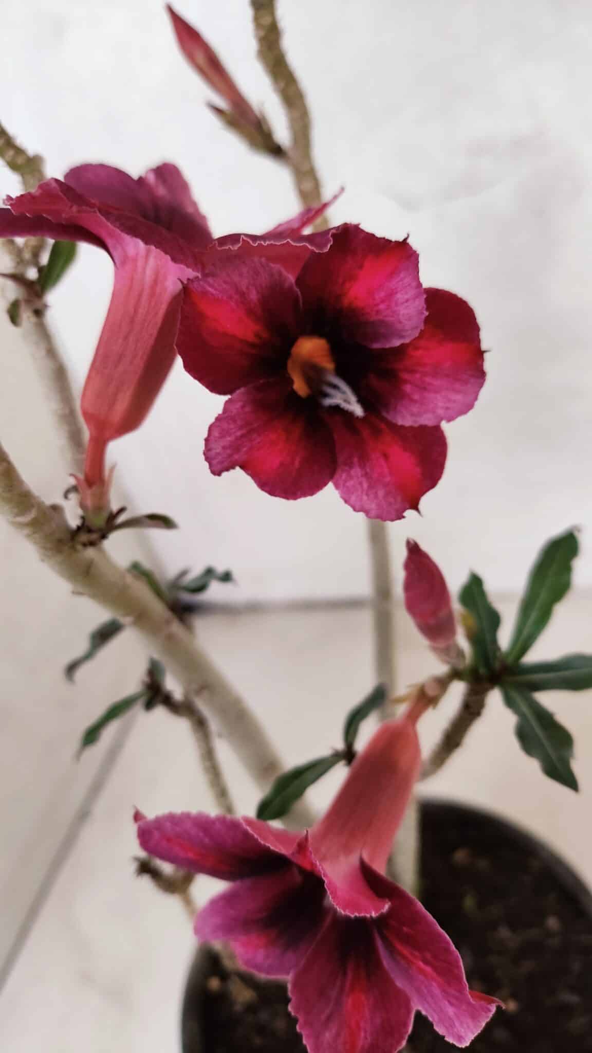 Planta Simples 3399 – 30cm – 02 anos - foto 4