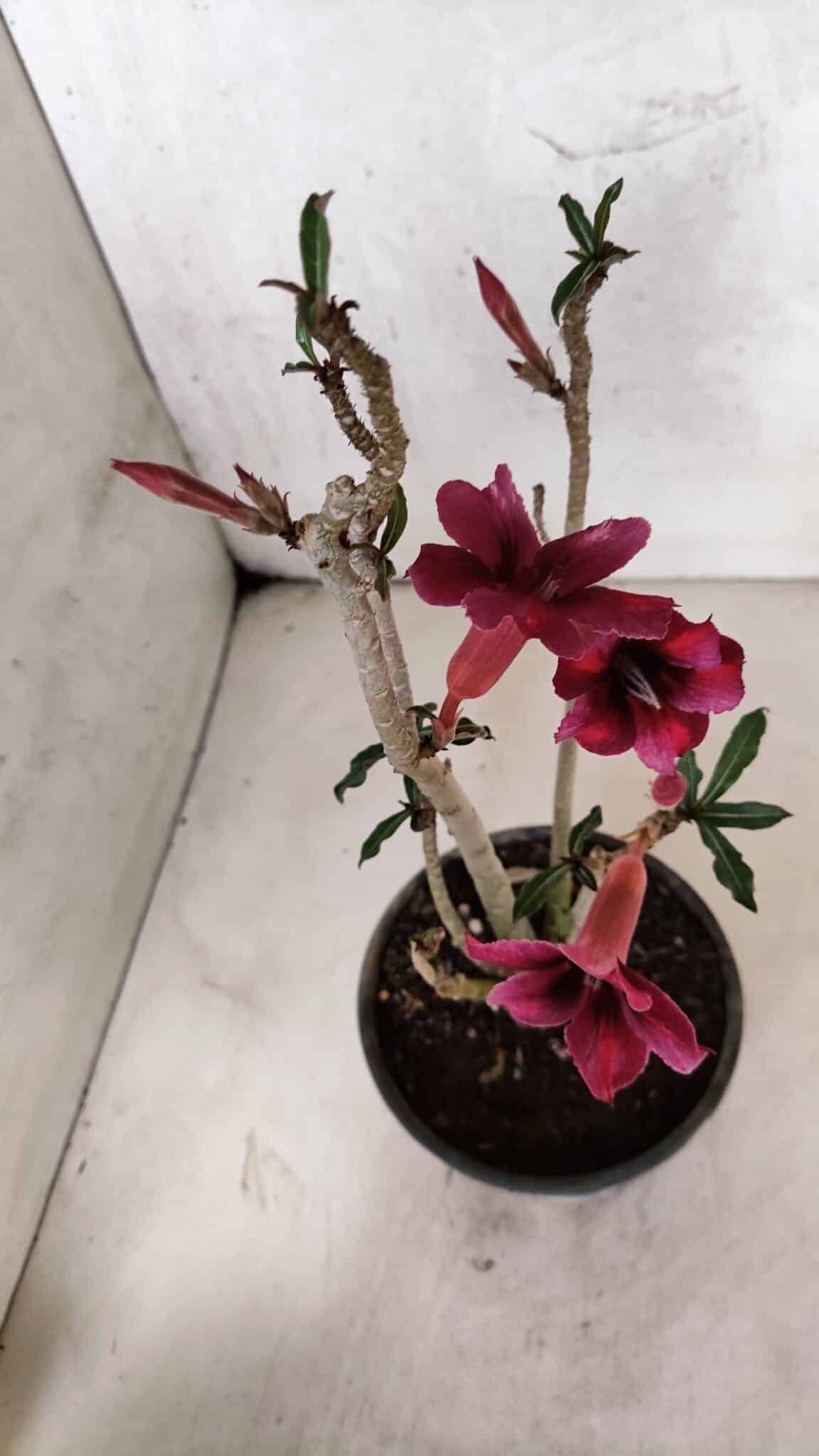 Planta Simples 3399 – 30cm – 02 anos - foto 5
