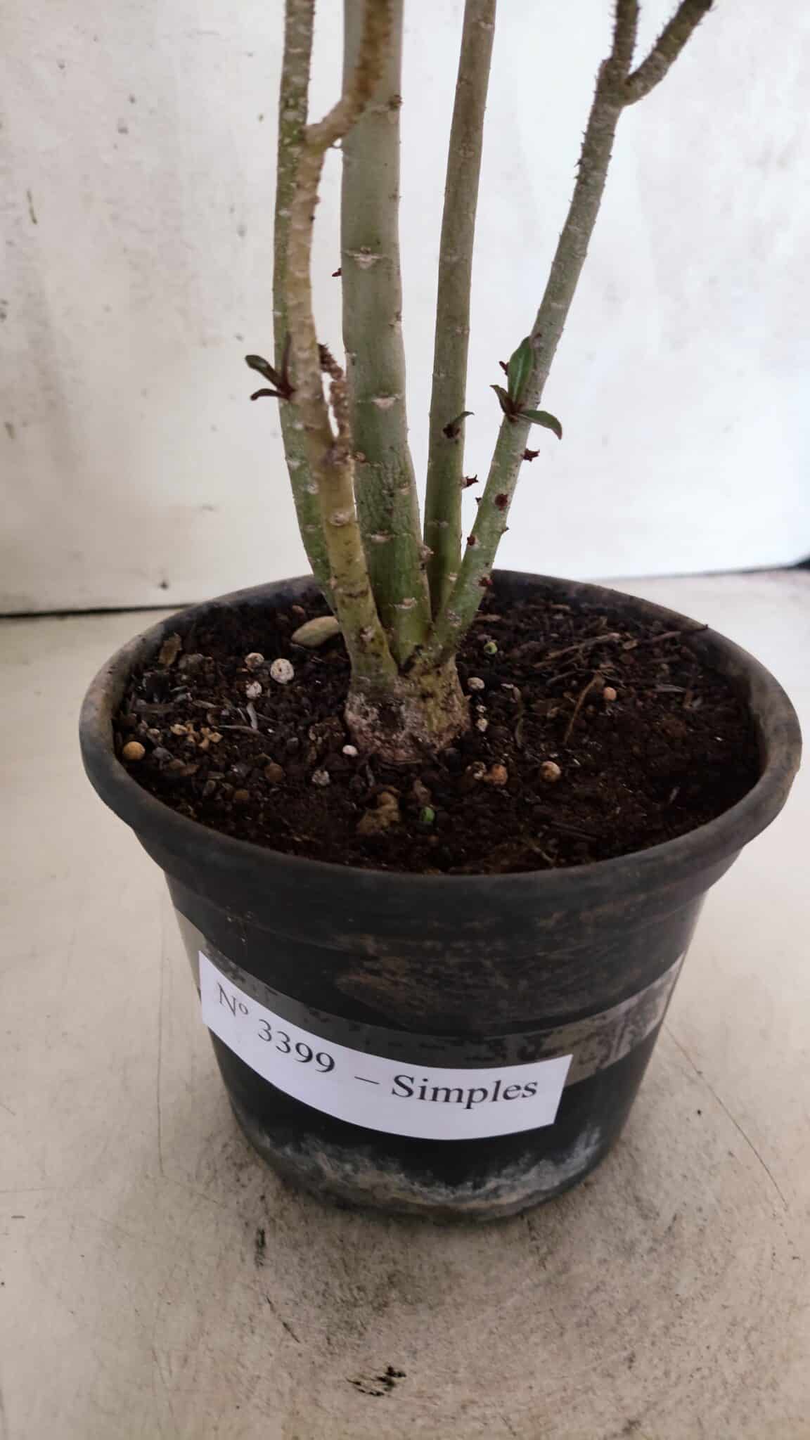 Planta Simples 3399 – 30cm – 02 anos - foto 9