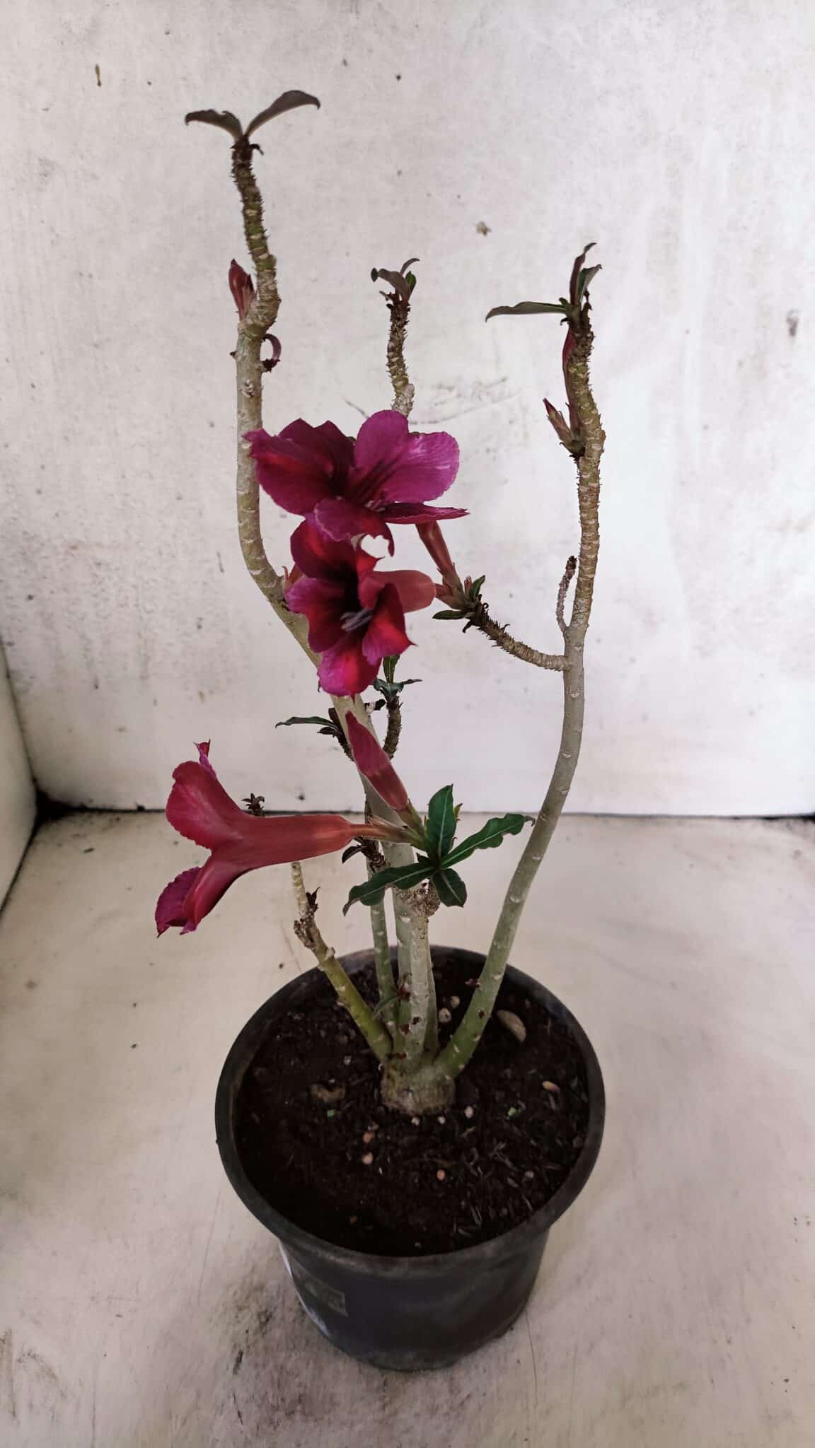 Planta Simples 3399 – 30cm – 02 anos - foto 8