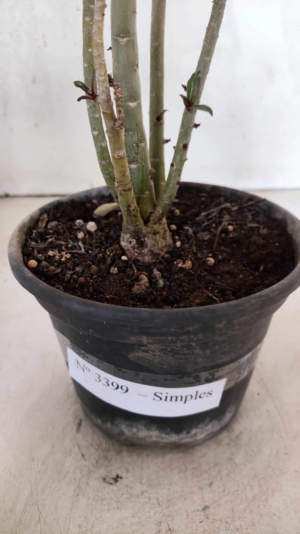Planta Simples 3399 – 30cm – 02 anos - foto 7