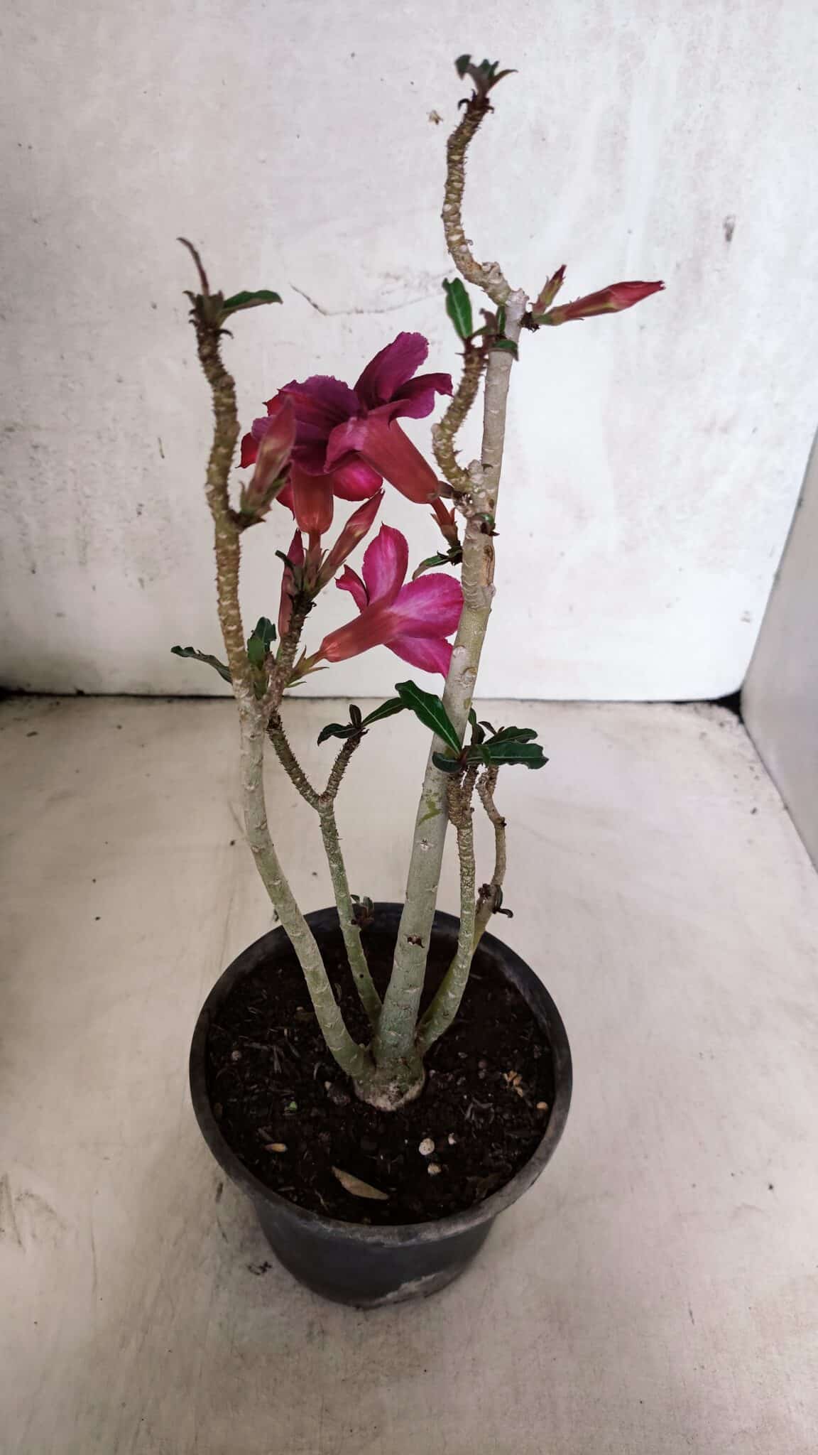 Planta Simples 3399 – 30cm – 02 anos - foto 6