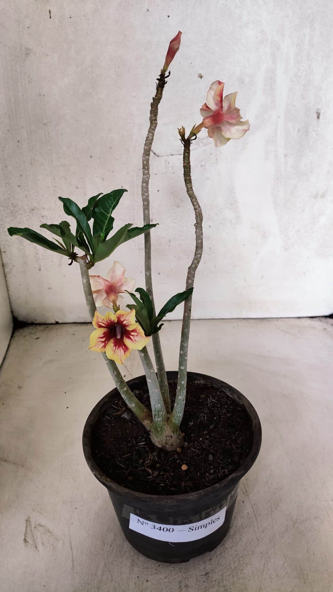 Planta Simples 3400 – 30cm – 02 anos - foto 2