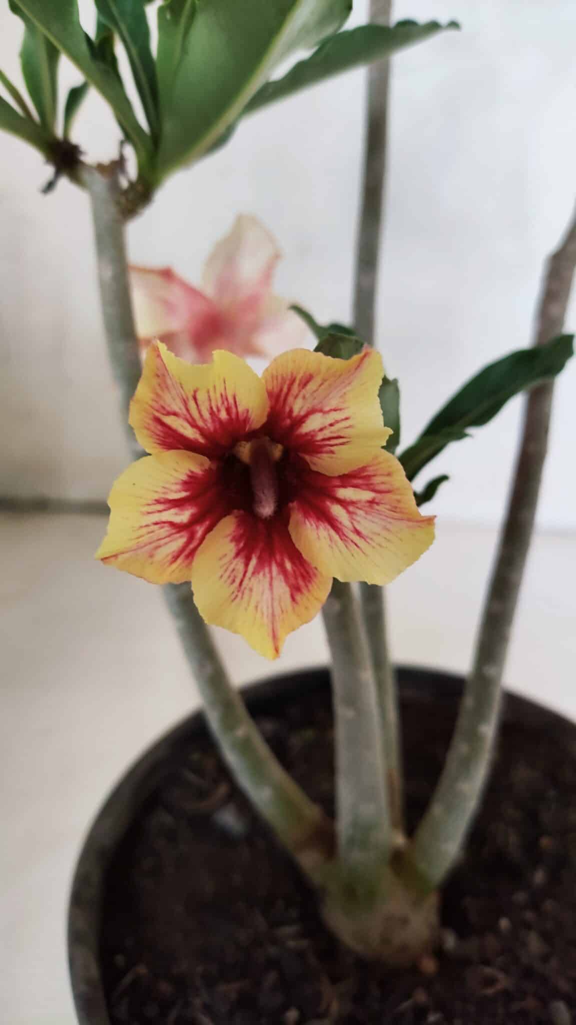 Planta Simples 3400 – 30cm – 02 anos - foto 3