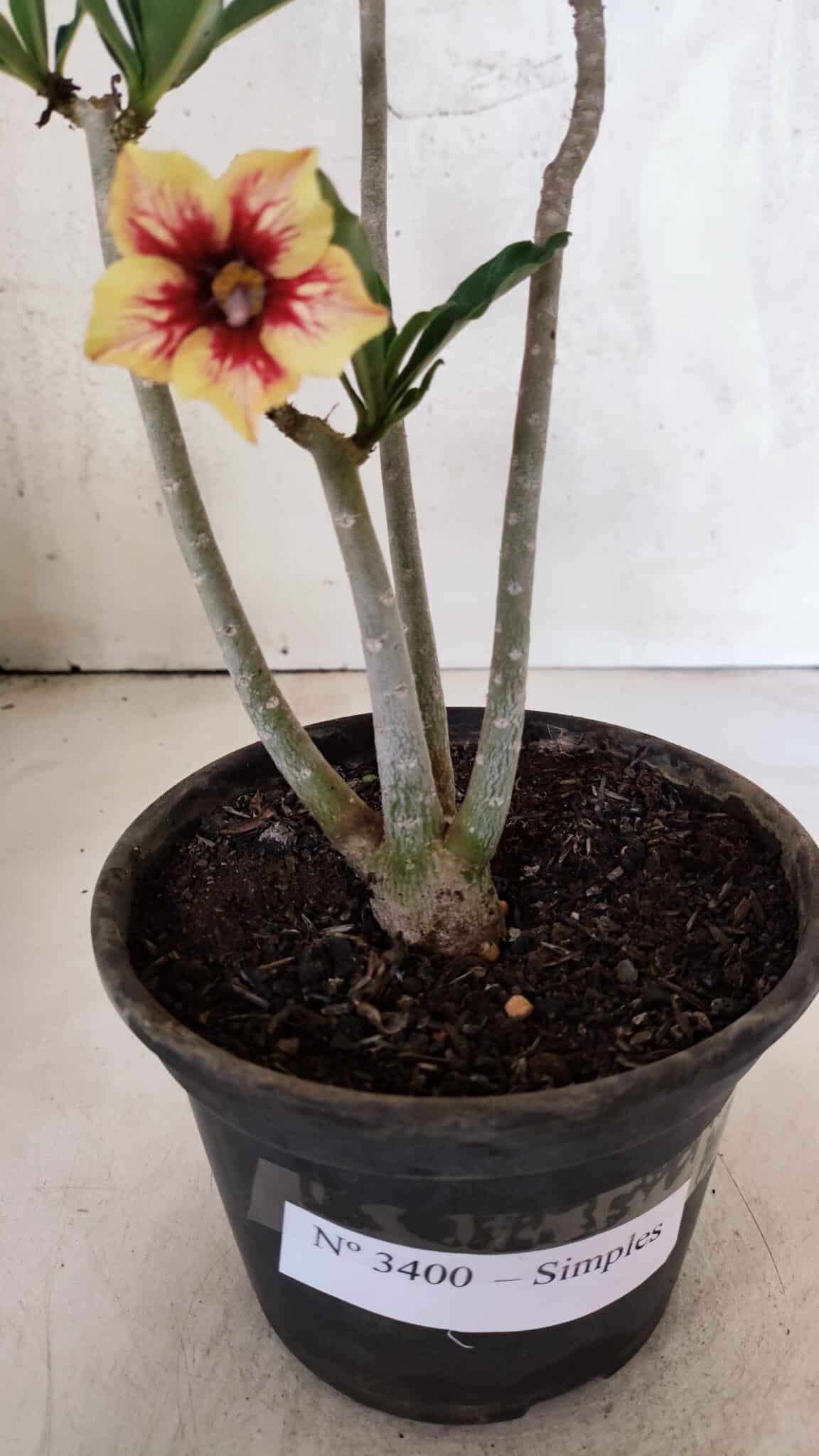 Planta Simples 3400 – 30cm – 02 anos - foto 7