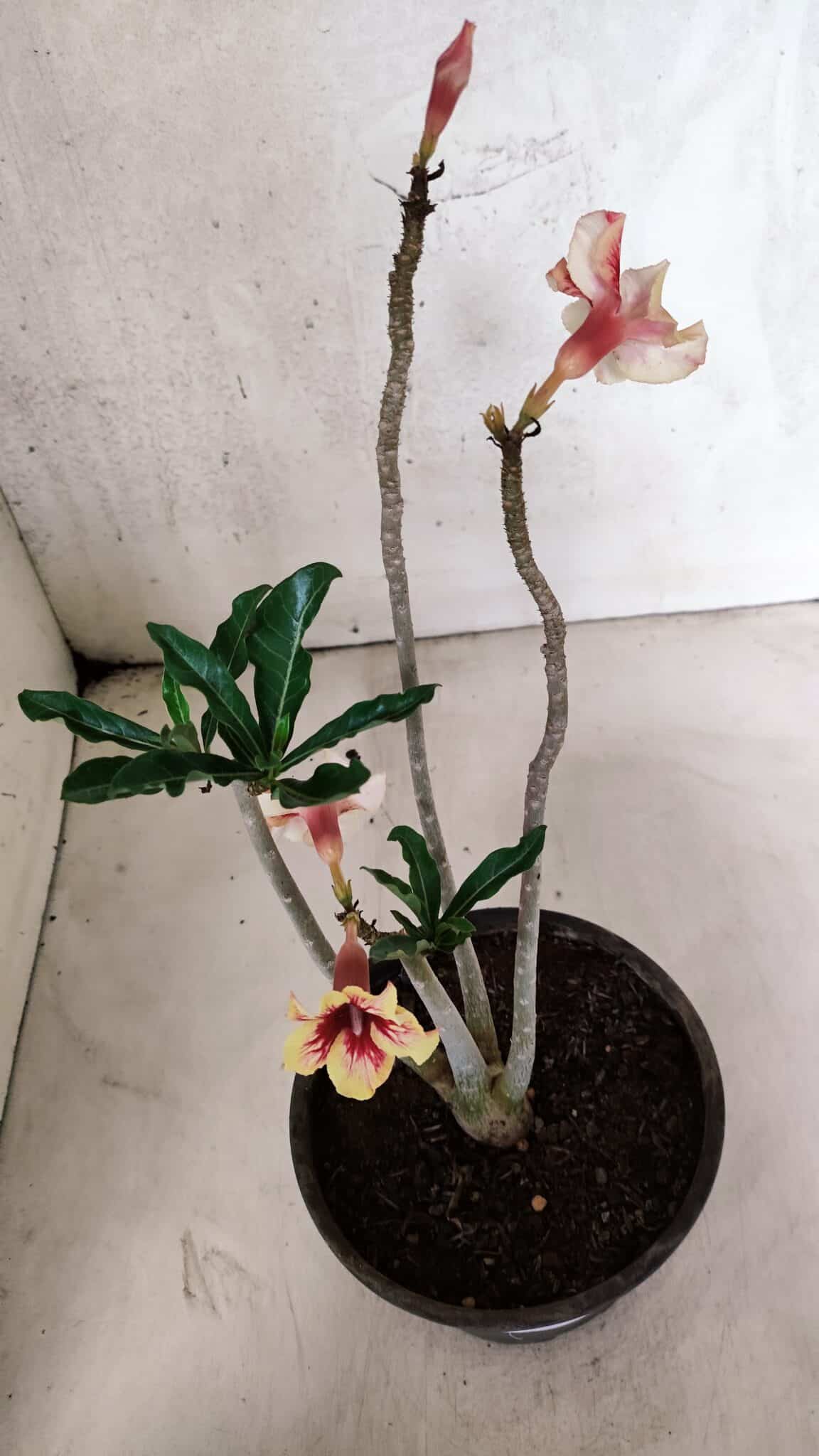 Planta Simples 3400 – 30cm – 02 anos - foto 4