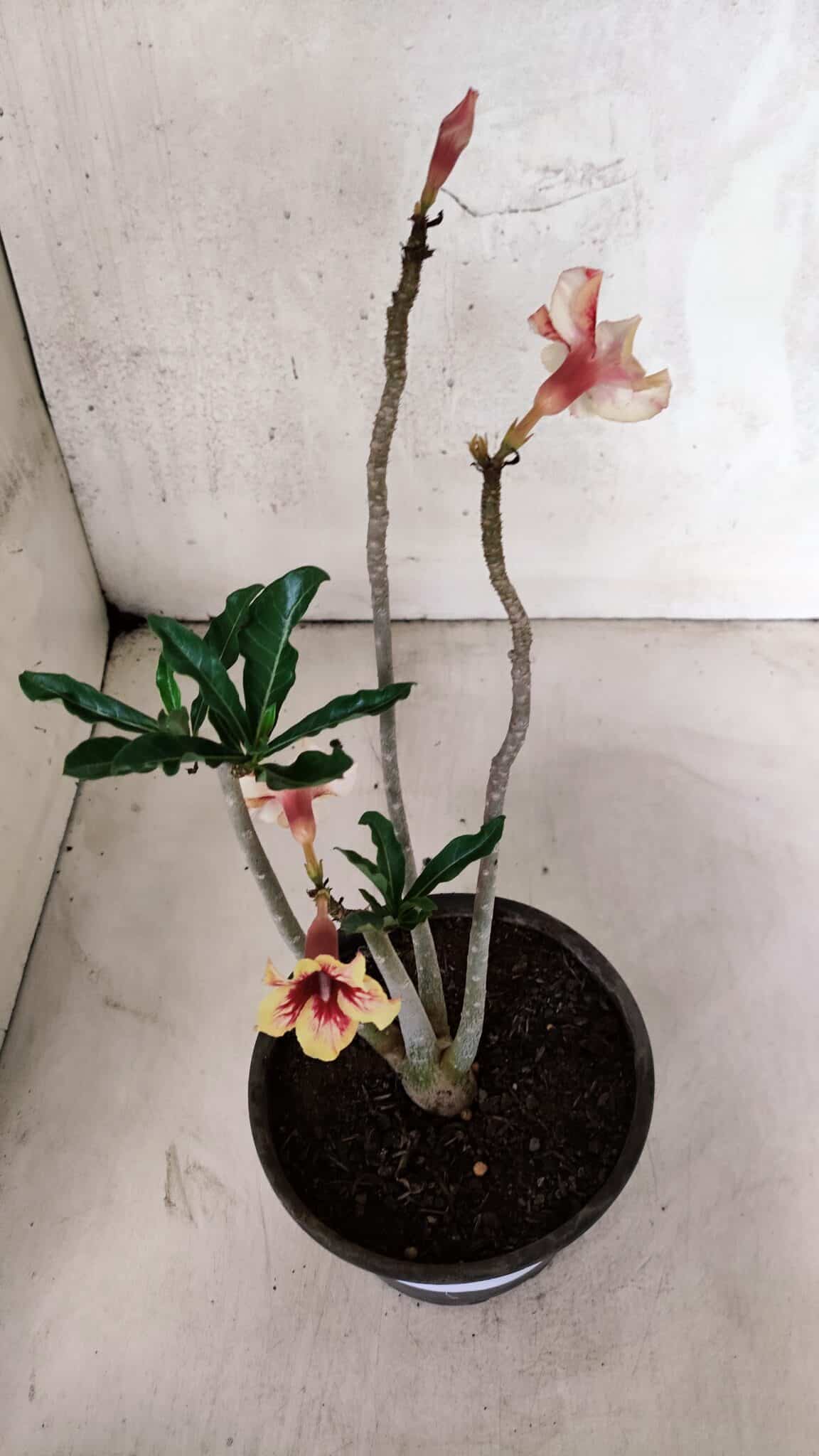 Planta Simples 3400 – 30cm – 02 anos - foto 6
