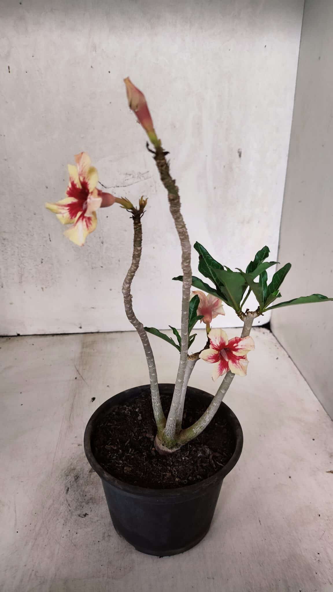 Planta Simples 3400 – 30cm – 02 anos - foto 5