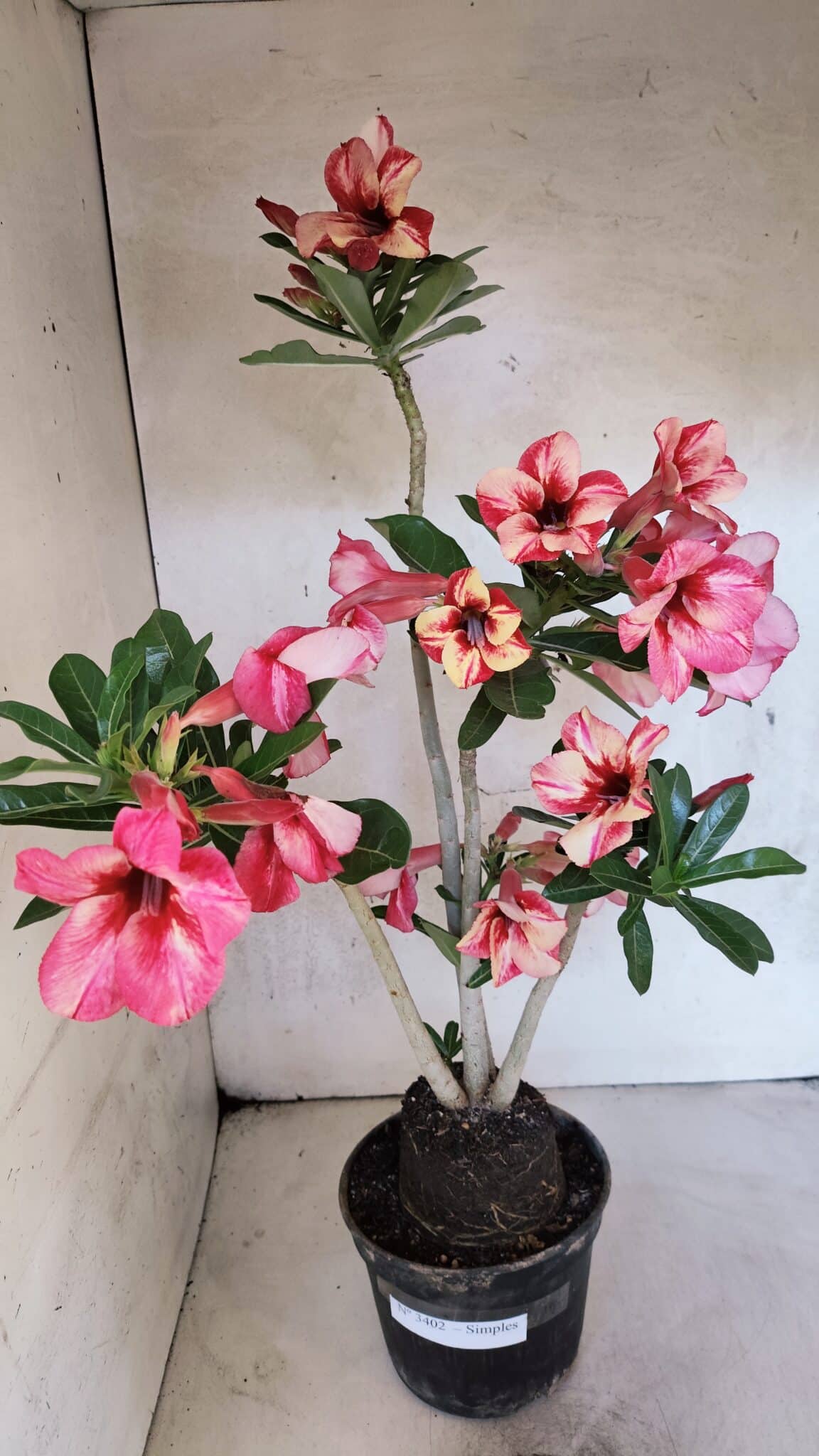 Planta Simples 3402 – 35cm – 03 anos - foto 2