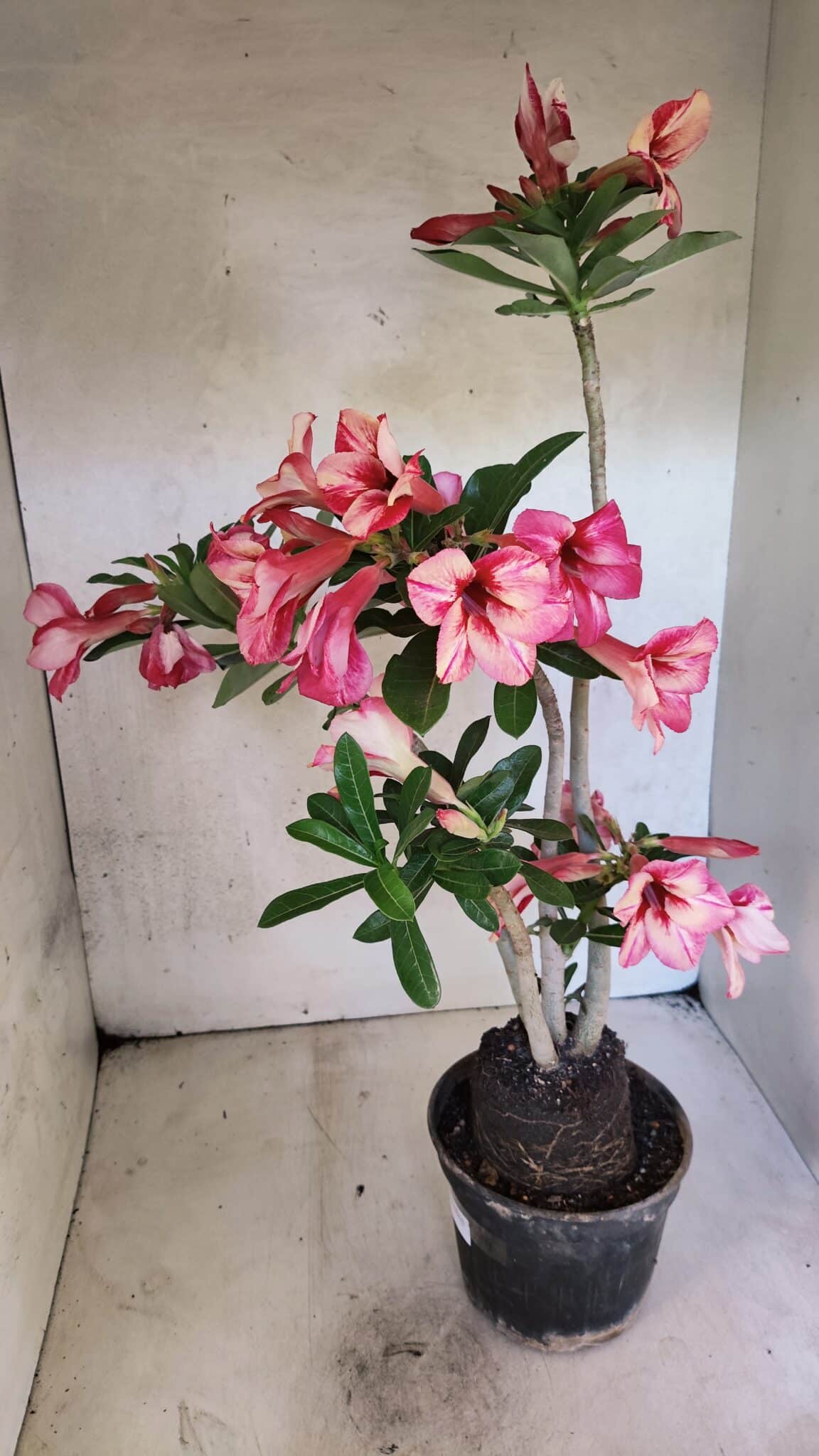 Planta Simples 3402 – 35cm – 03 anos - foto 7