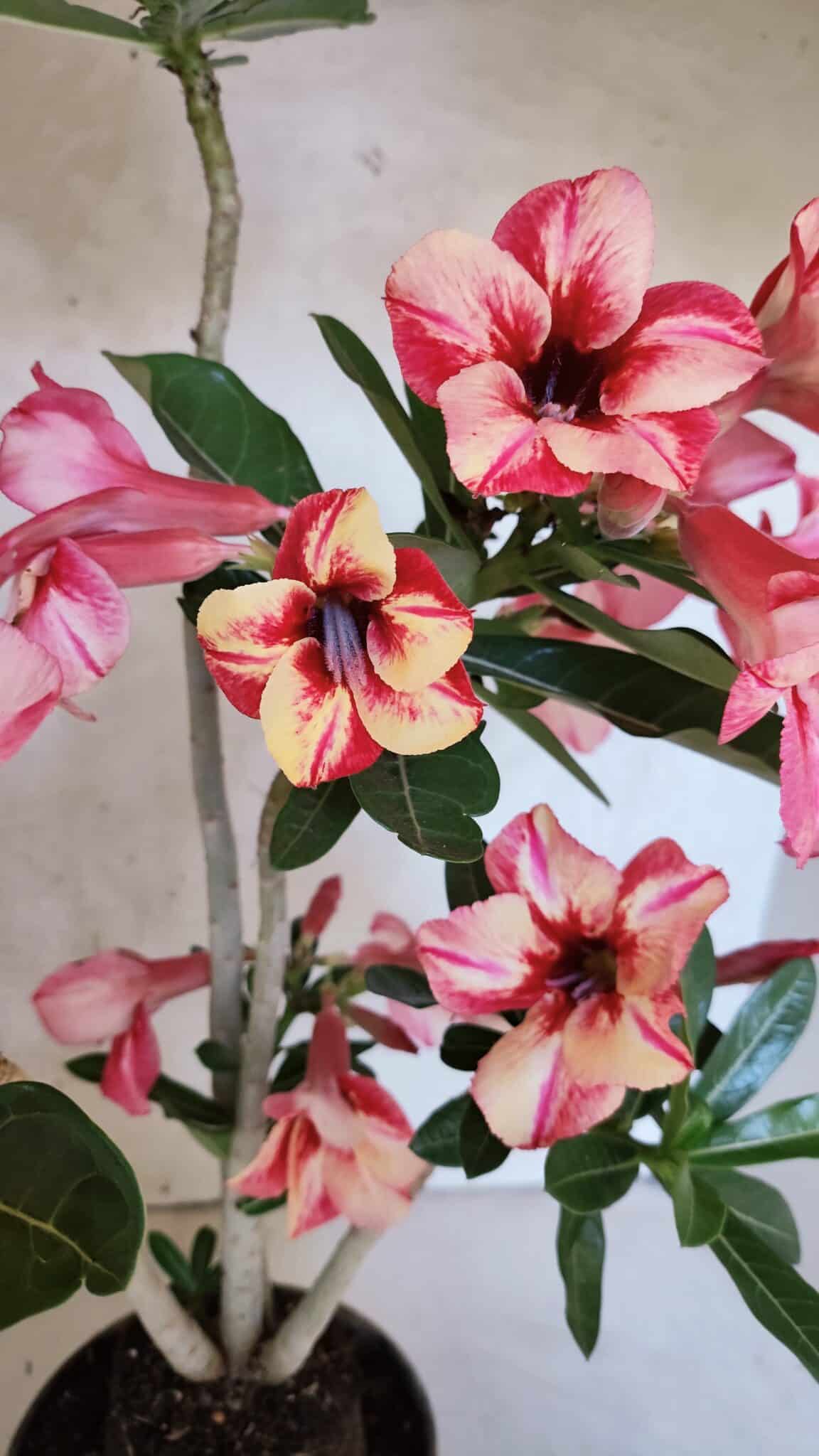 Planta Simples 3402 – 35cm – 03 anos - foto 4