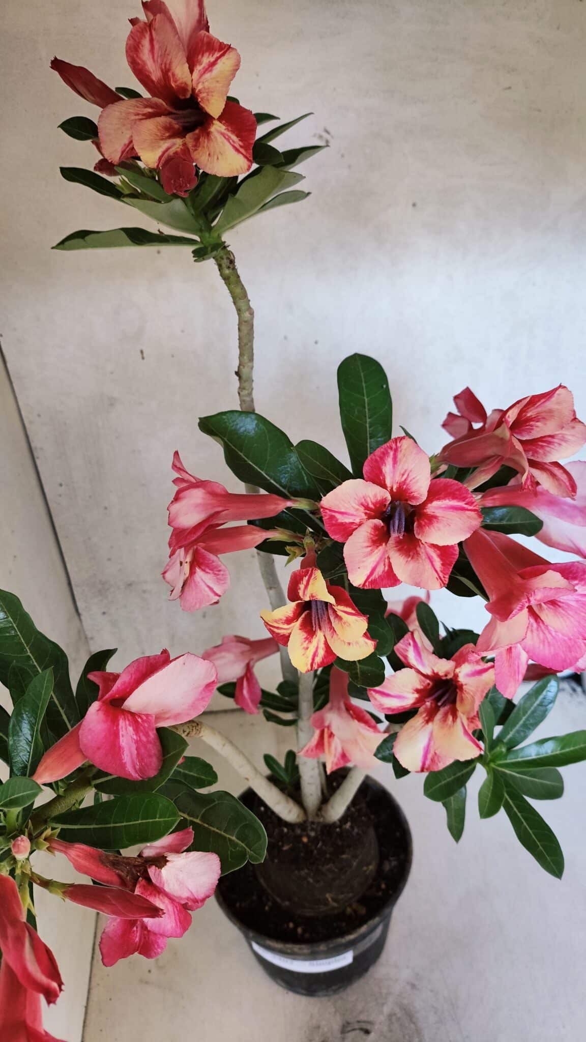 Planta Simples 3402 – 35cm – 03 anos - foto 5