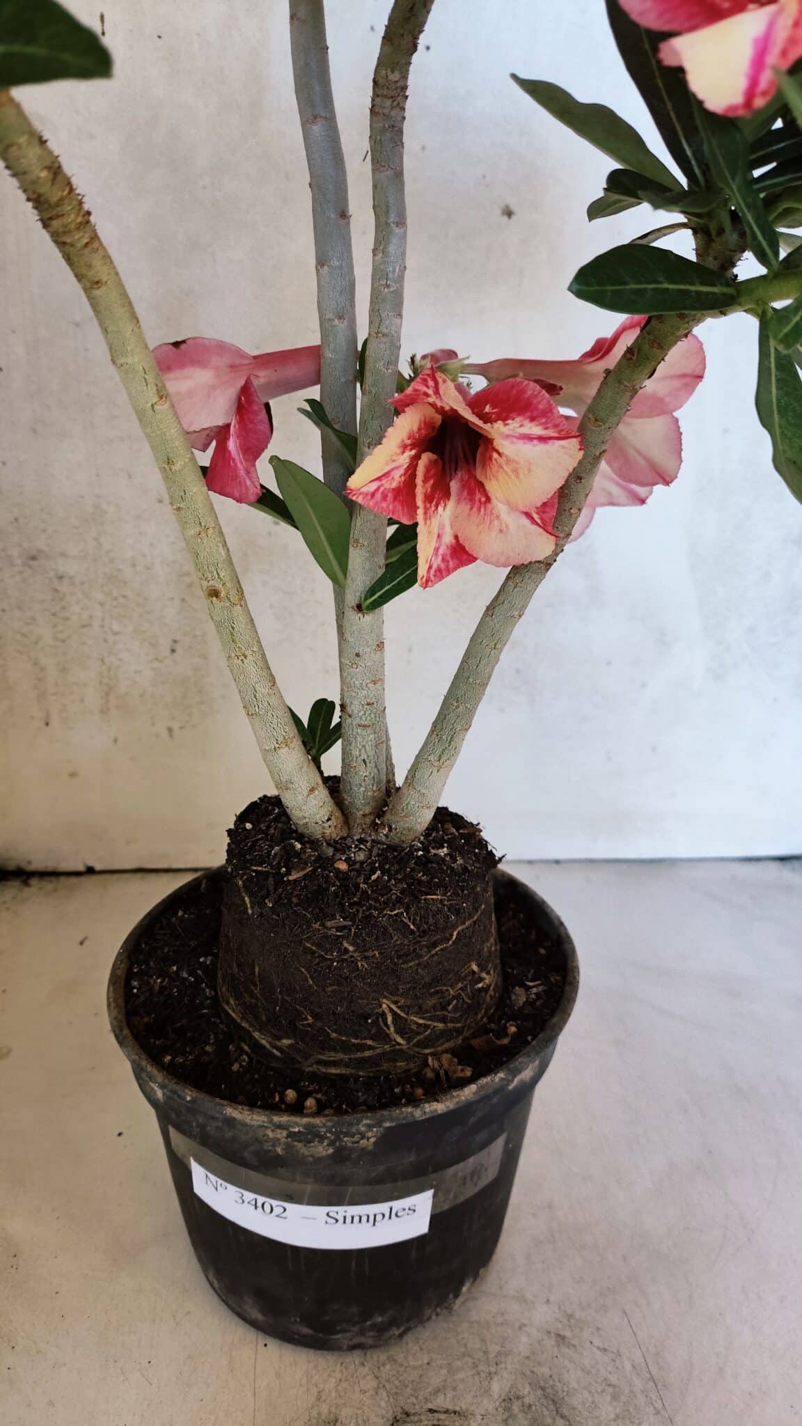 Planta Simples 3402 – 35cm – 03 anos - foto 11