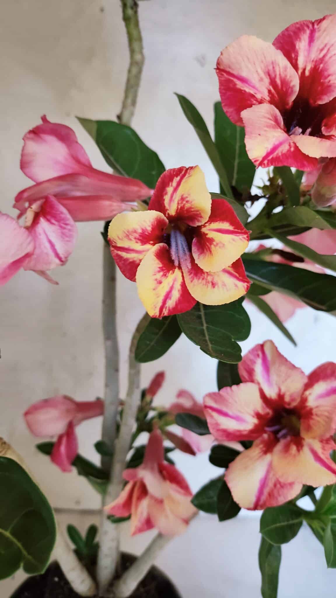 Planta Simples 3402 – 35cm – 03 anos - foto 3