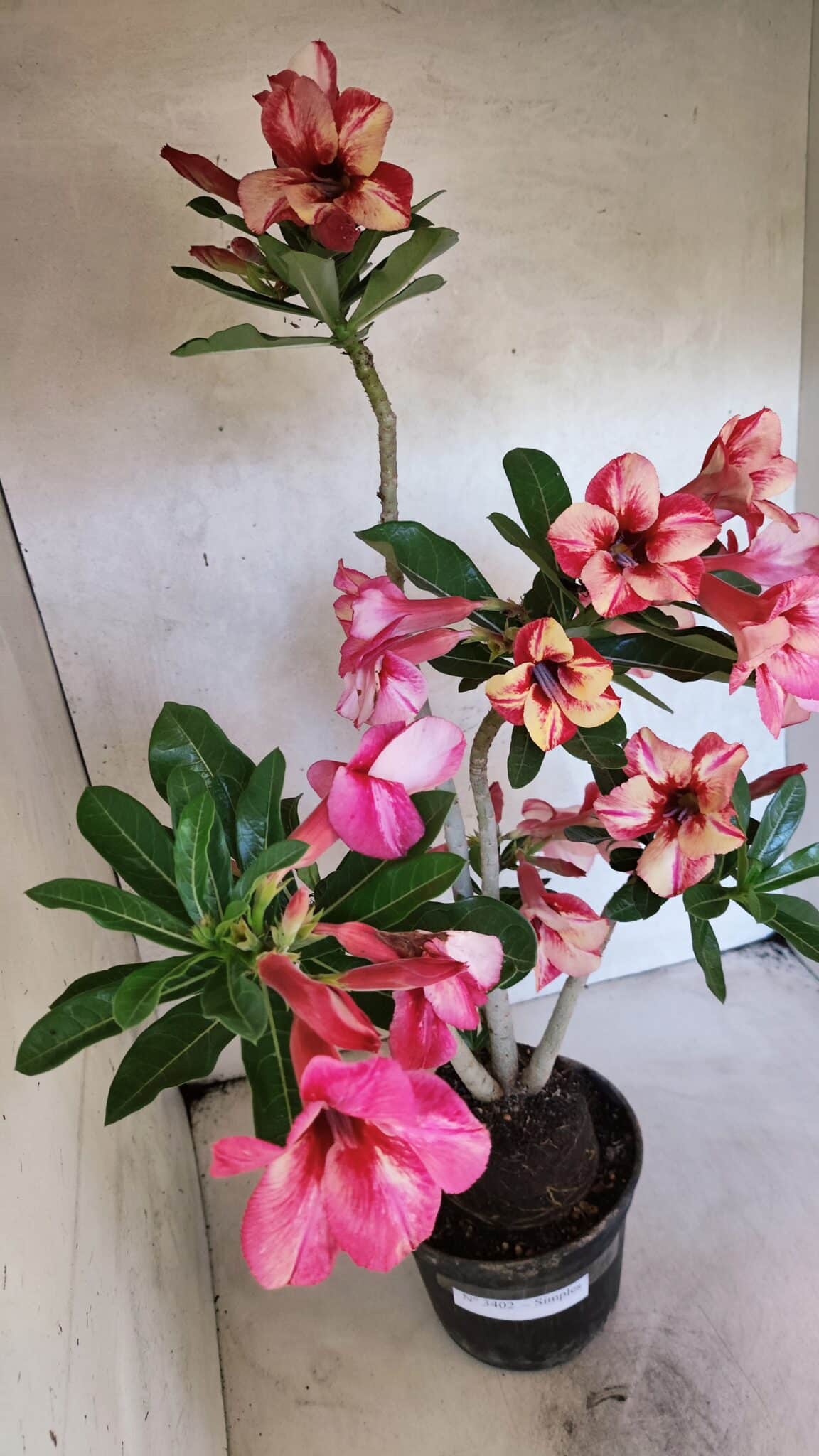 Planta Simples 3402 – 35cm – 03 anos - foto 6