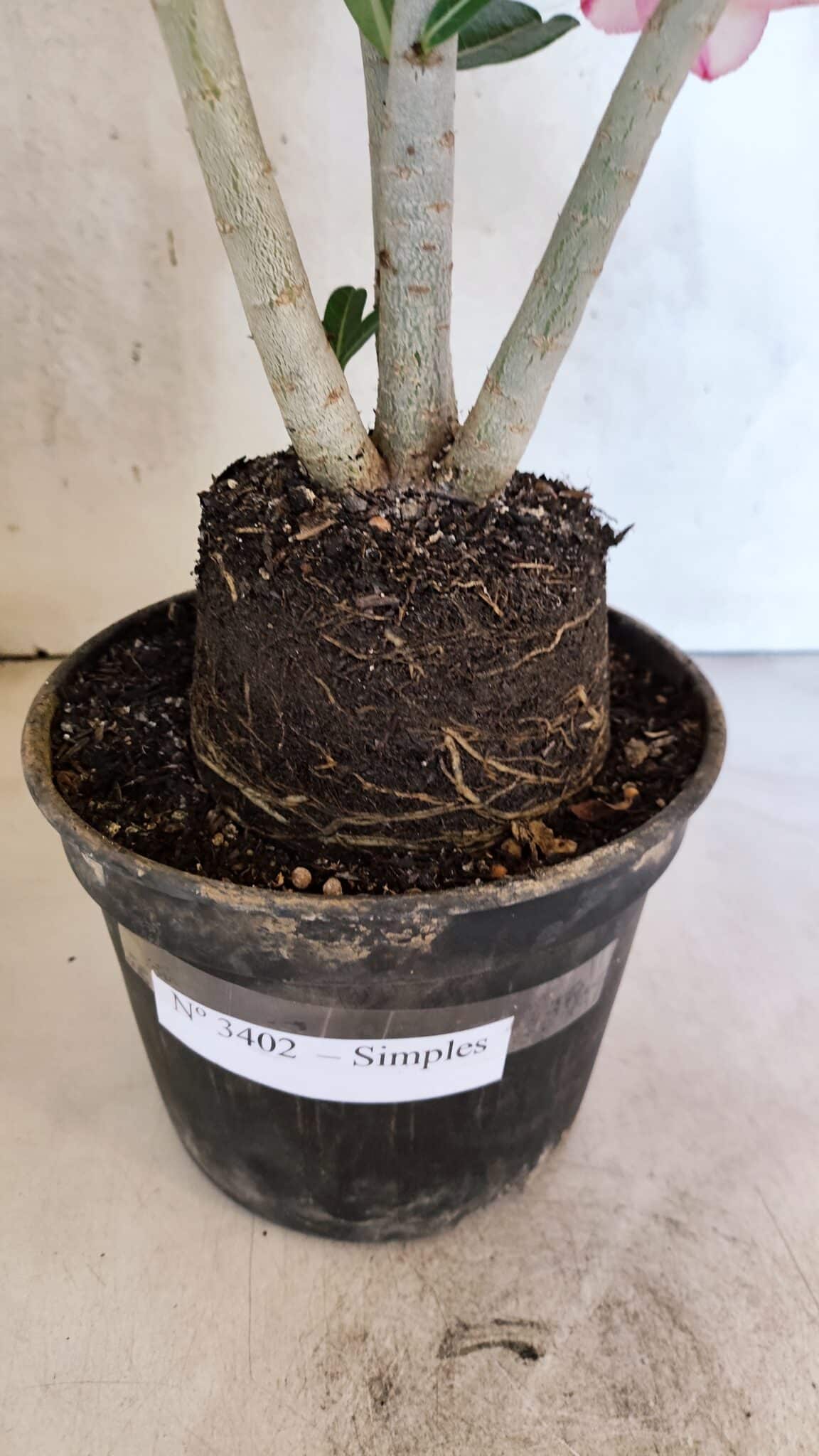 Planta Simples 3402 – 35cm – 03 anos - foto 10