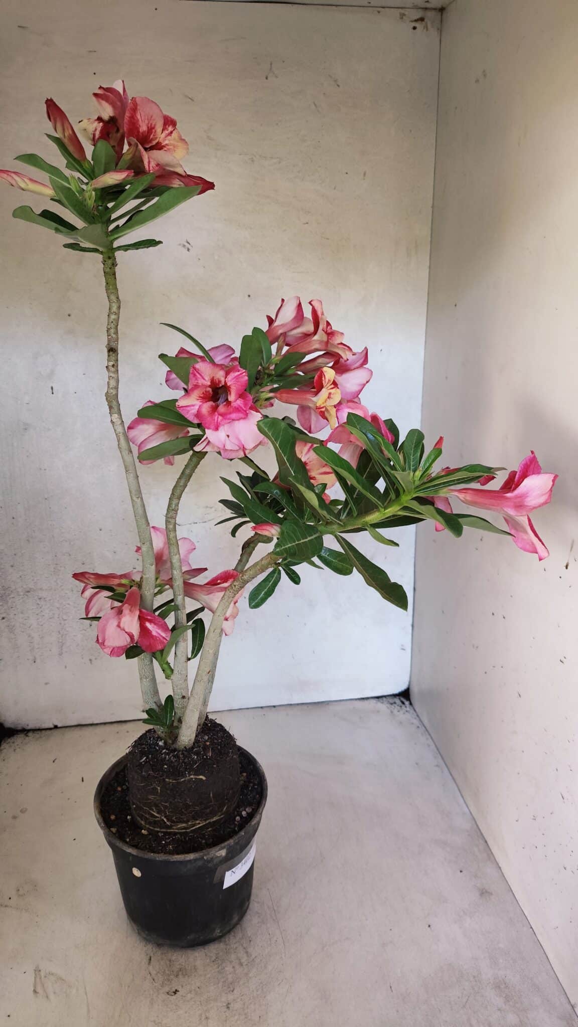 Planta Simples 3402 – 35cm – 03 anos - foto 9