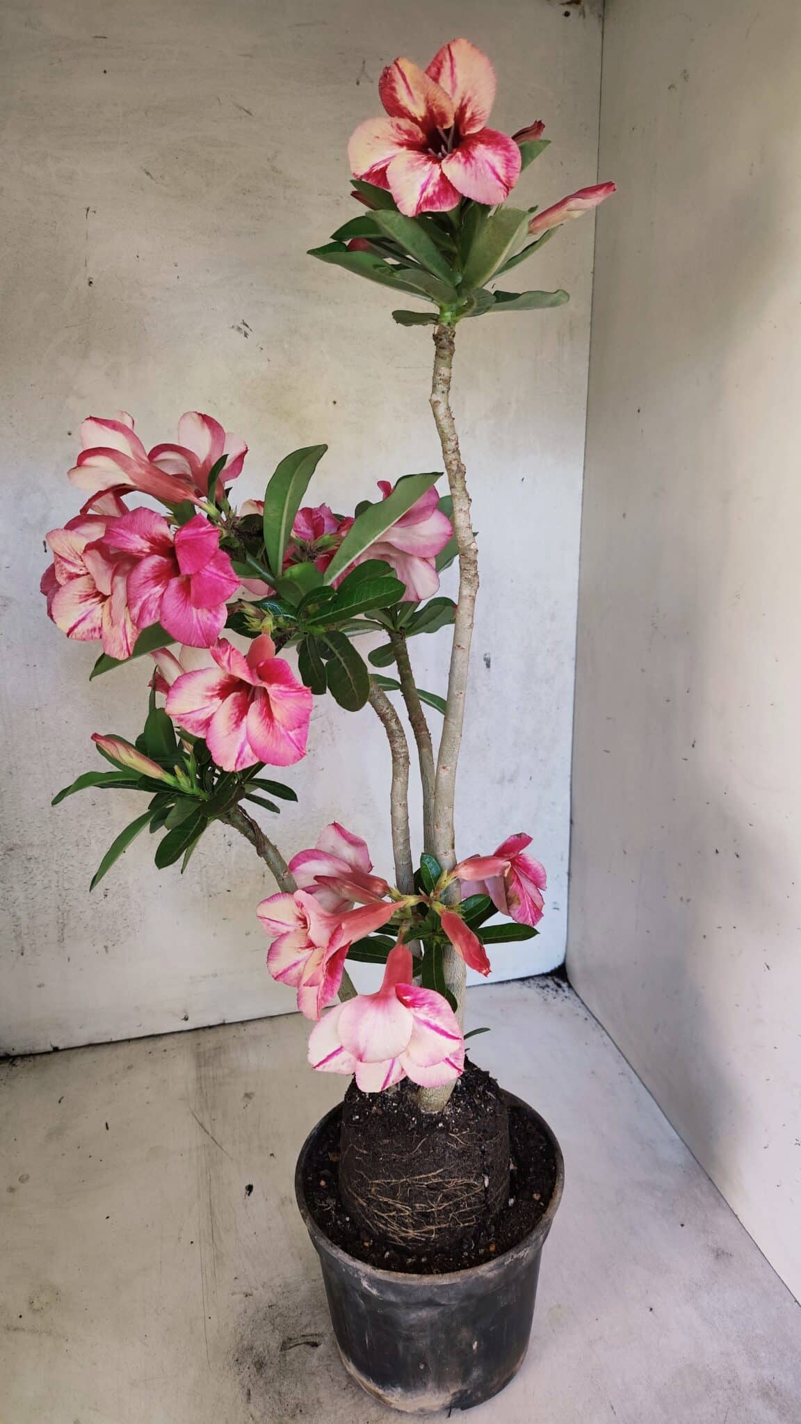 Planta Simples 3402 – 35cm – 03 anos - foto 8