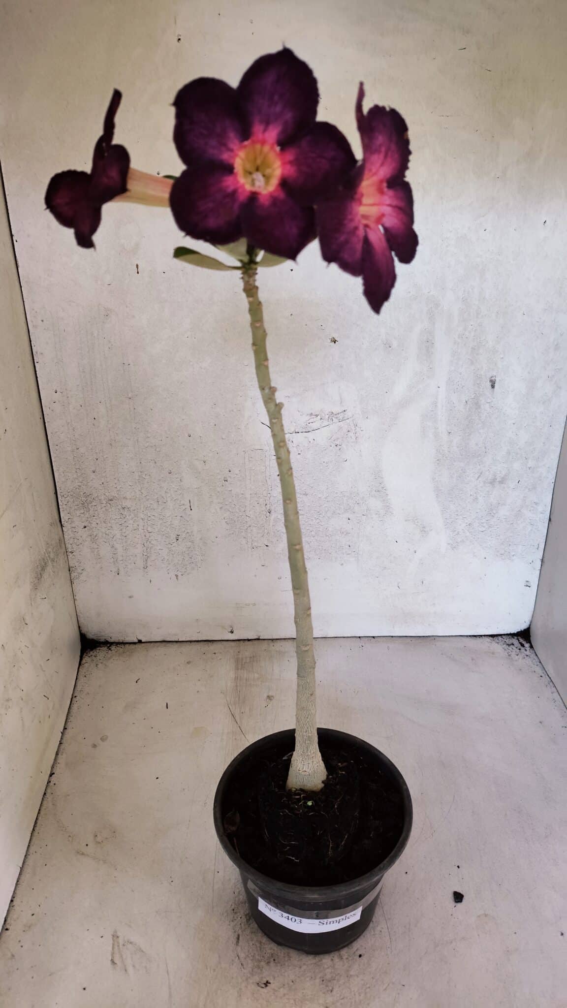 Planta Simples 3403 – 30cm – 02 anos - foto 2