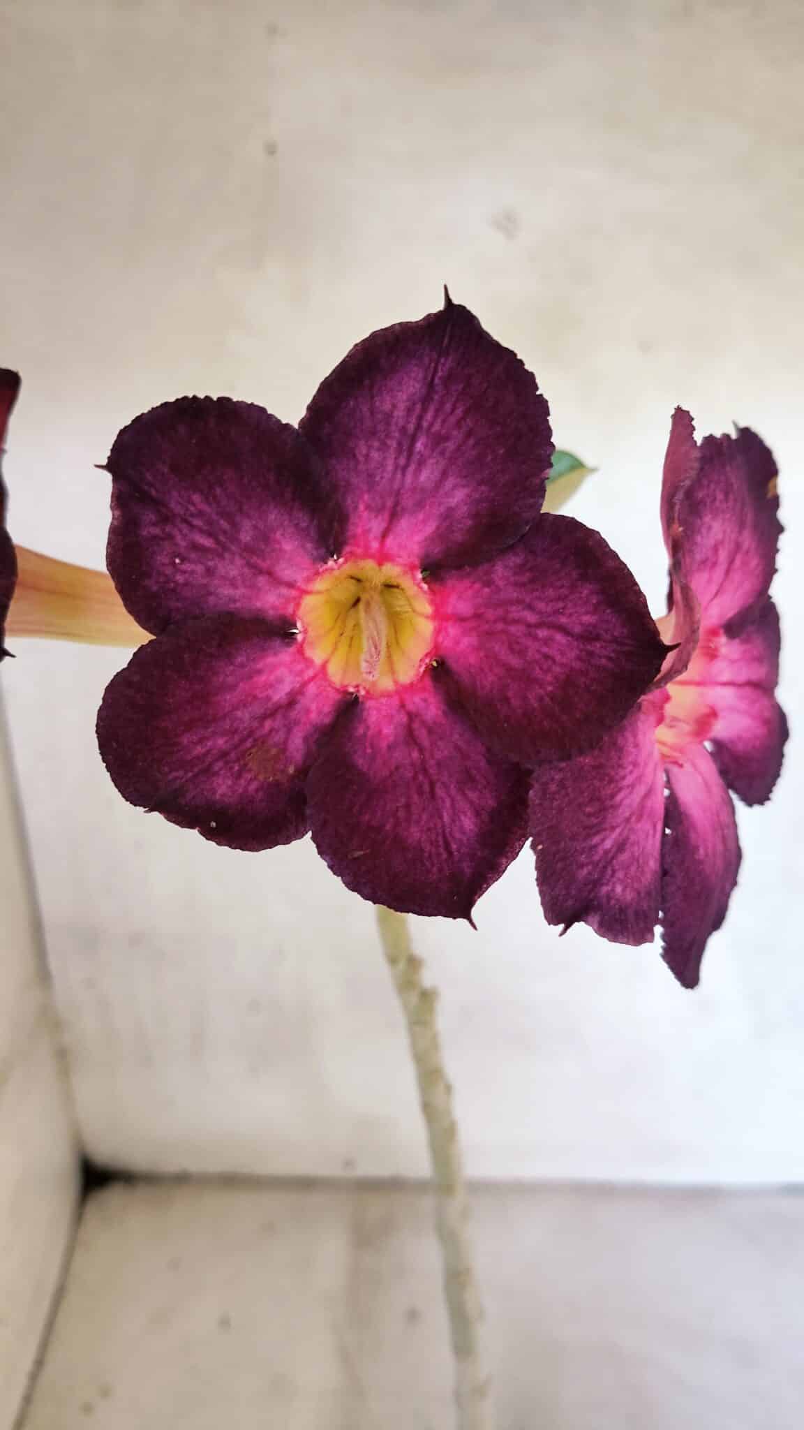 Planta Simples 3403 – 30cm – 02 anos - foto 3