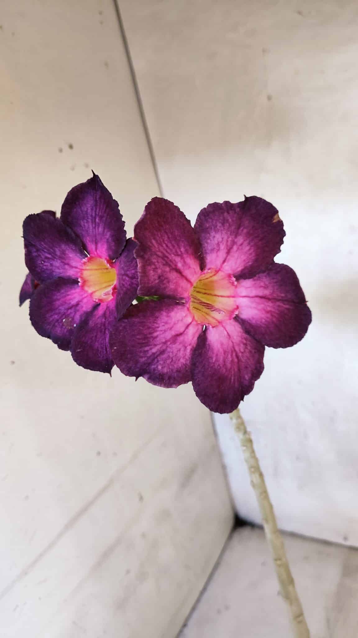 Planta Simples 3403 – 30cm – 02 anos - foto 4