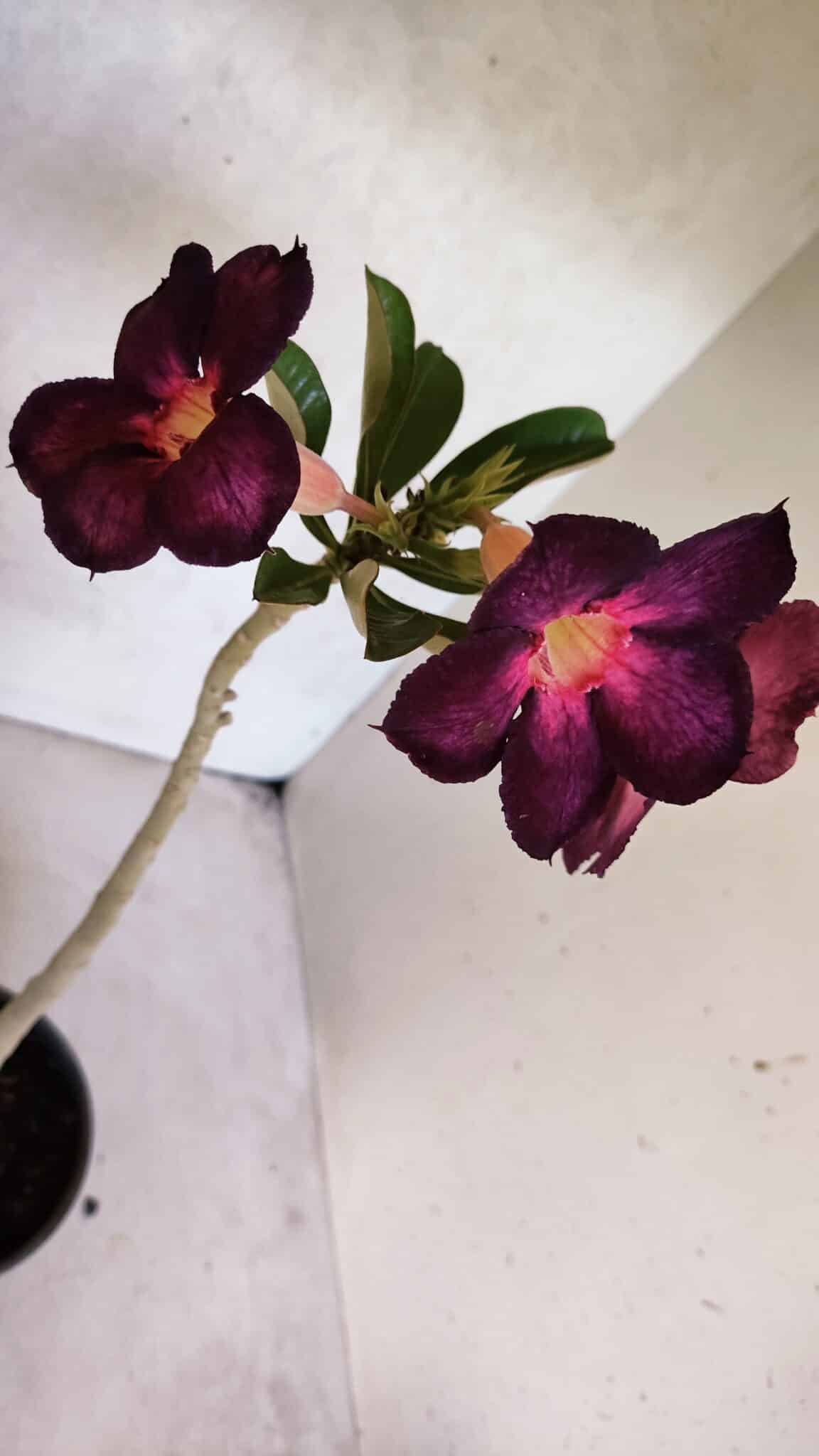 Planta Simples 3403 – 30cm – 02 anos - foto 5