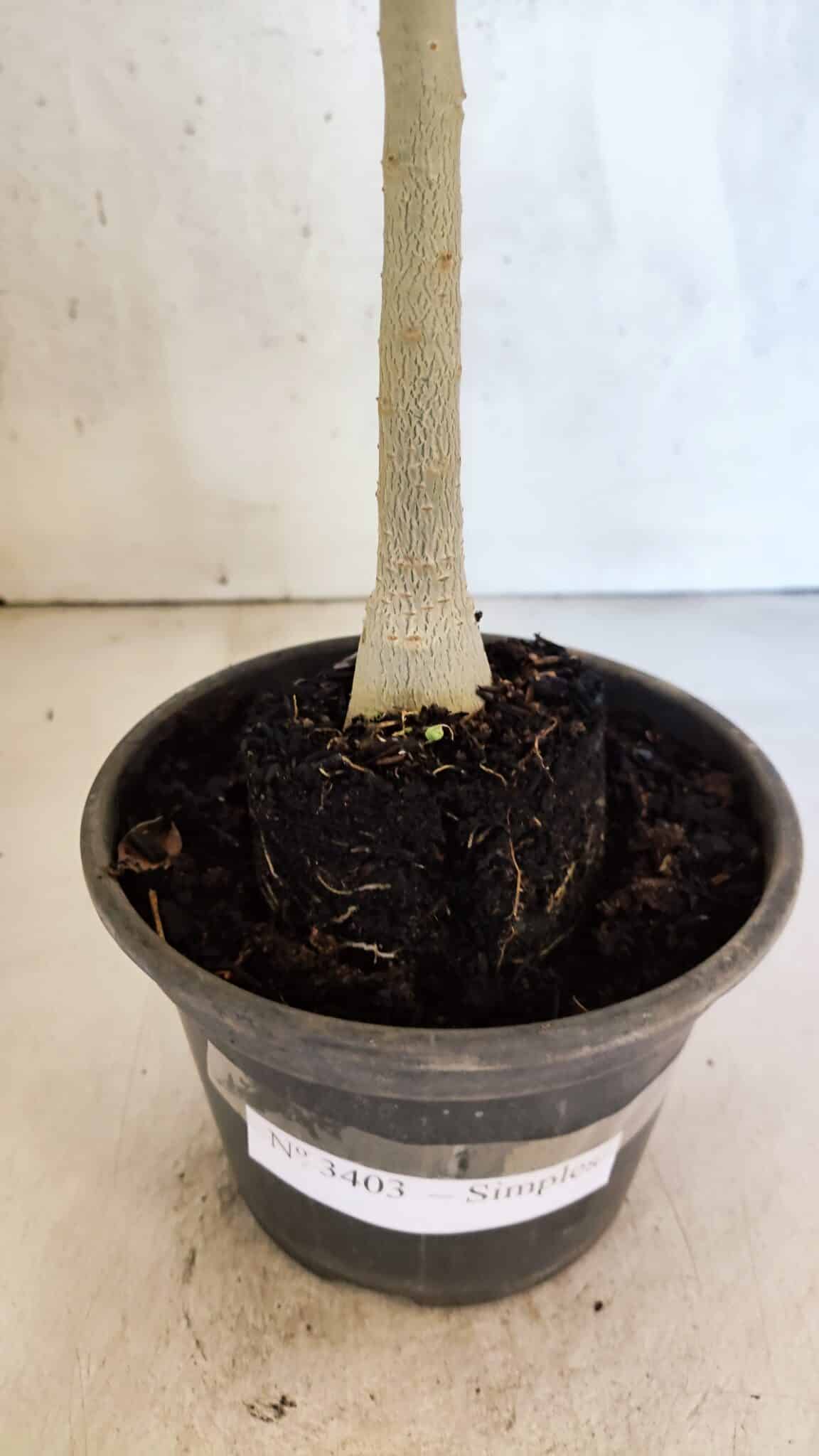 Planta Simples 3403 – 30cm – 02 anos - foto 8
