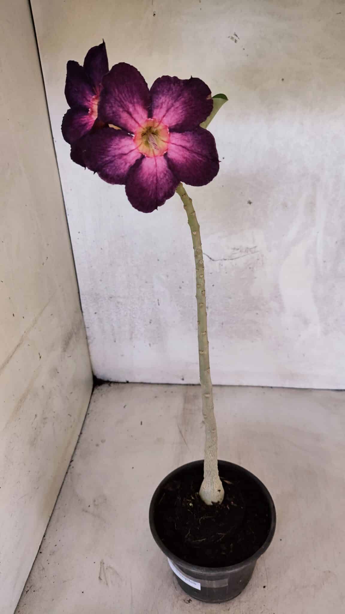 Planta Simples 3403 – 30cm – 02 anos - foto 7