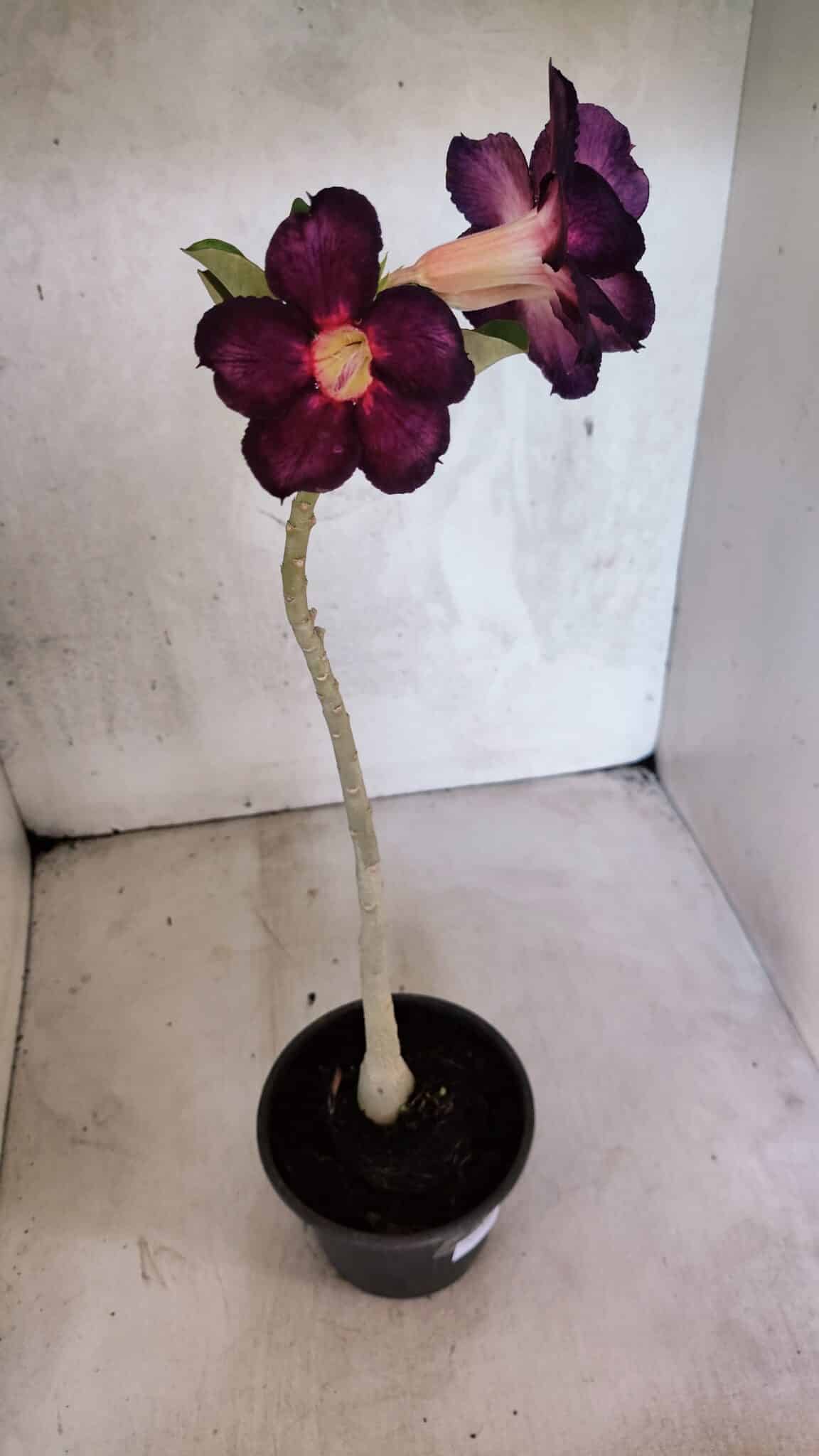 Planta Simples 3403 – 30cm – 02 anos - foto 6