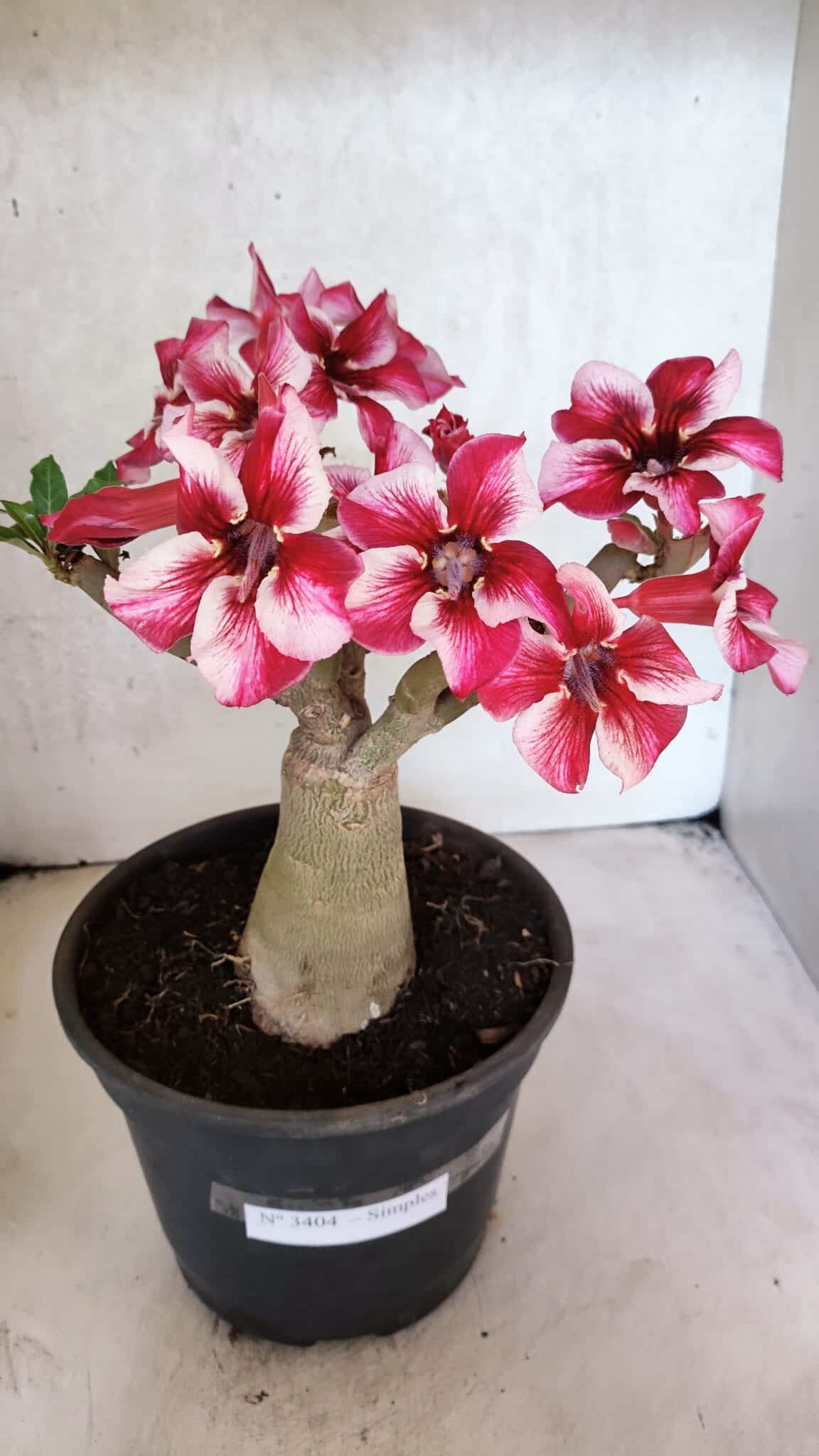 Planta Simples 3404 – 30cm – 03 anos - foto 2