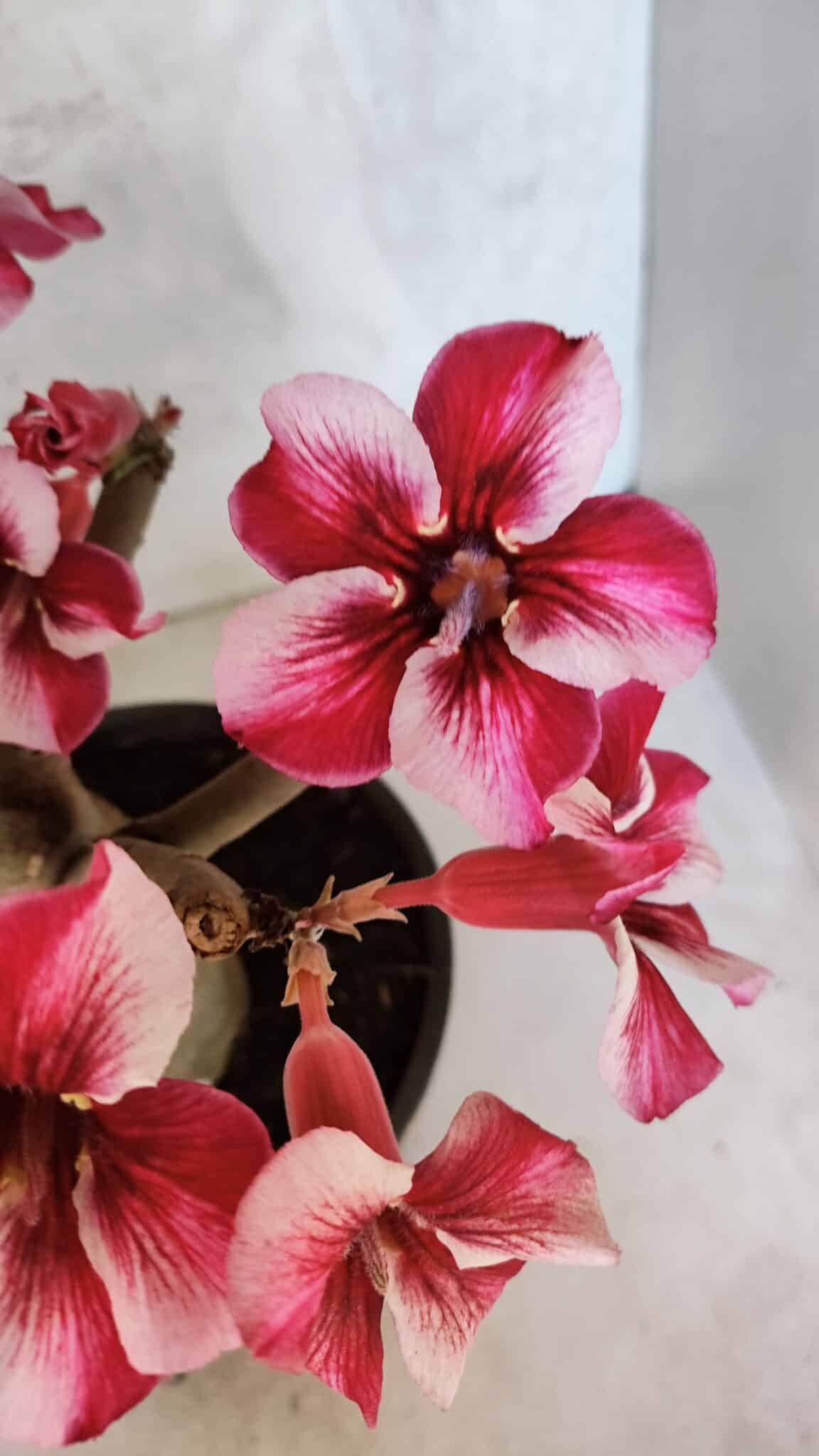 Planta Simples 3404 – 30cm – 03 anos - foto 3