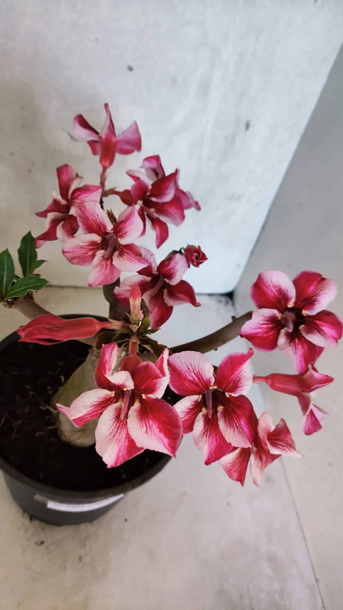 Planta Simples 3404 – 30cm – 03 anos - foto 5