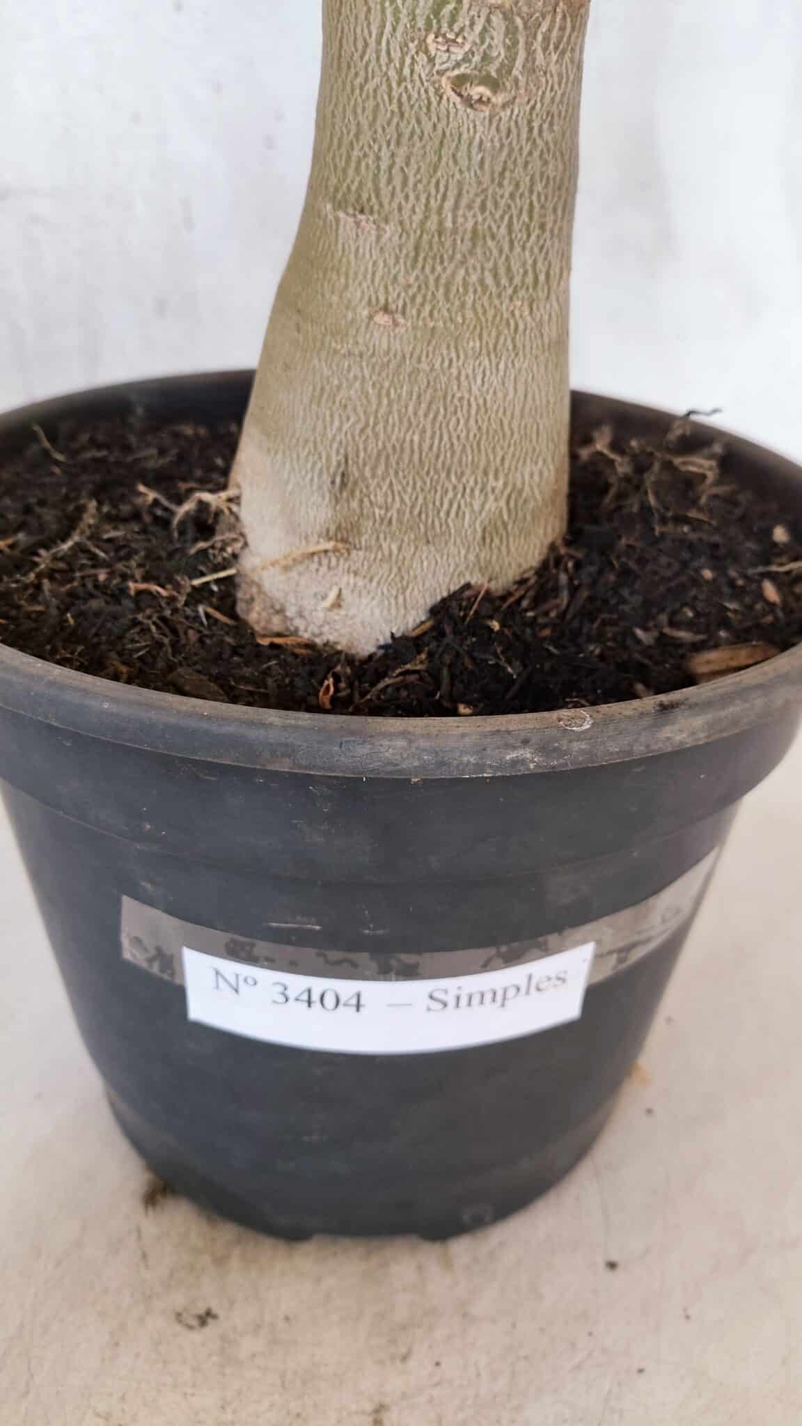 Planta Simples 3404 – 30cm – 03 anos - foto 8