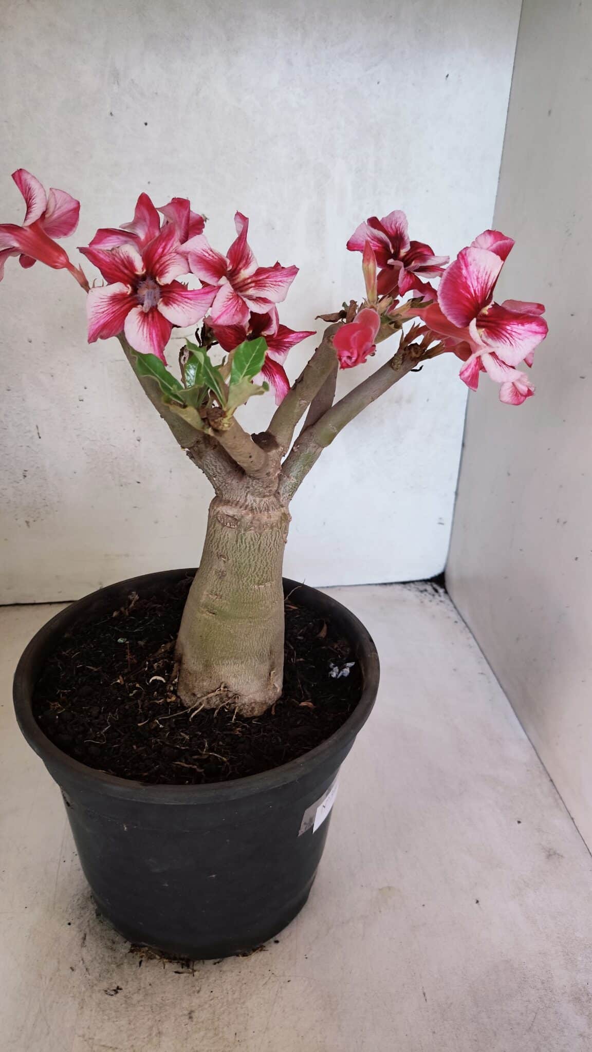 Planta Simples 3404 – 30cm – 03 anos - foto 7