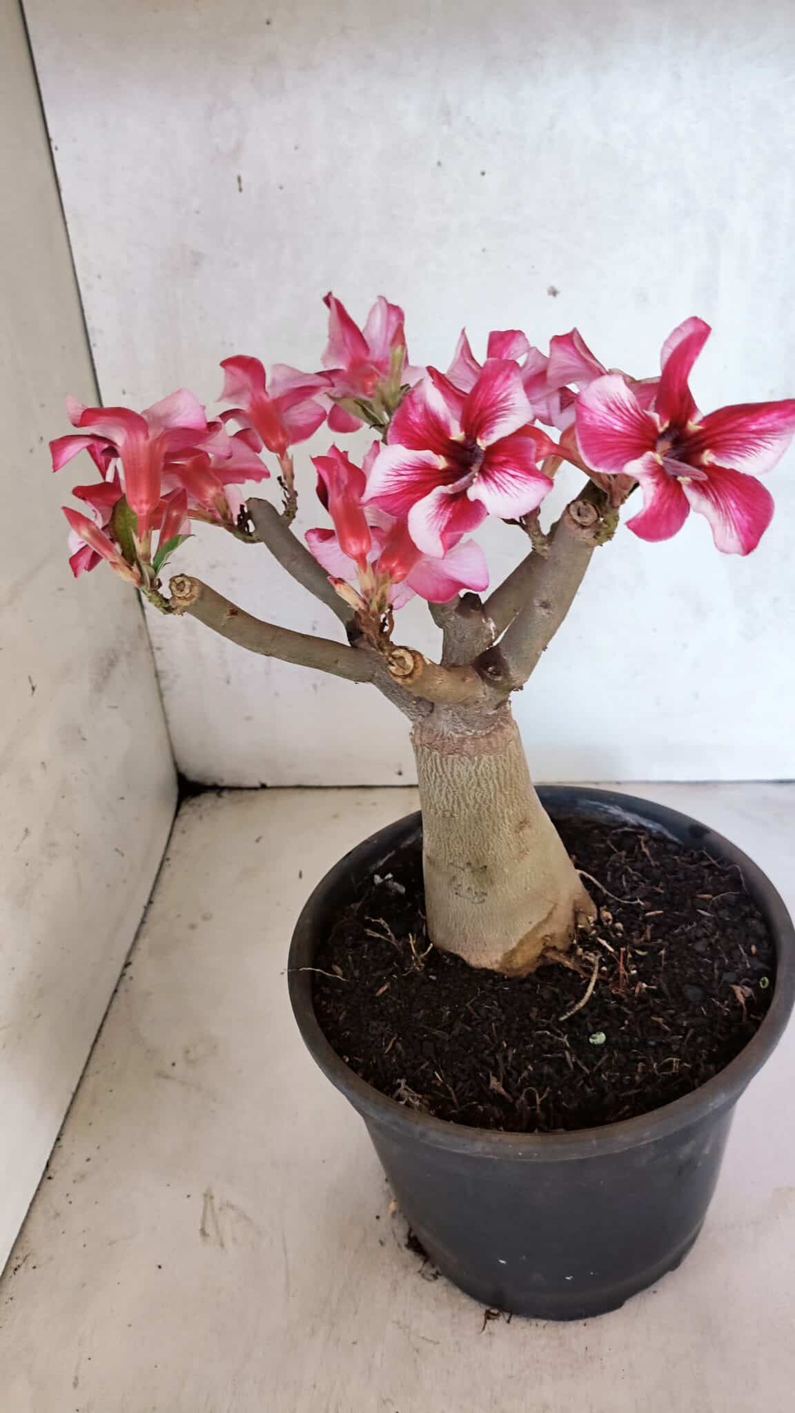 Planta Simples 3404 – 30cm – 03 anos - foto 6