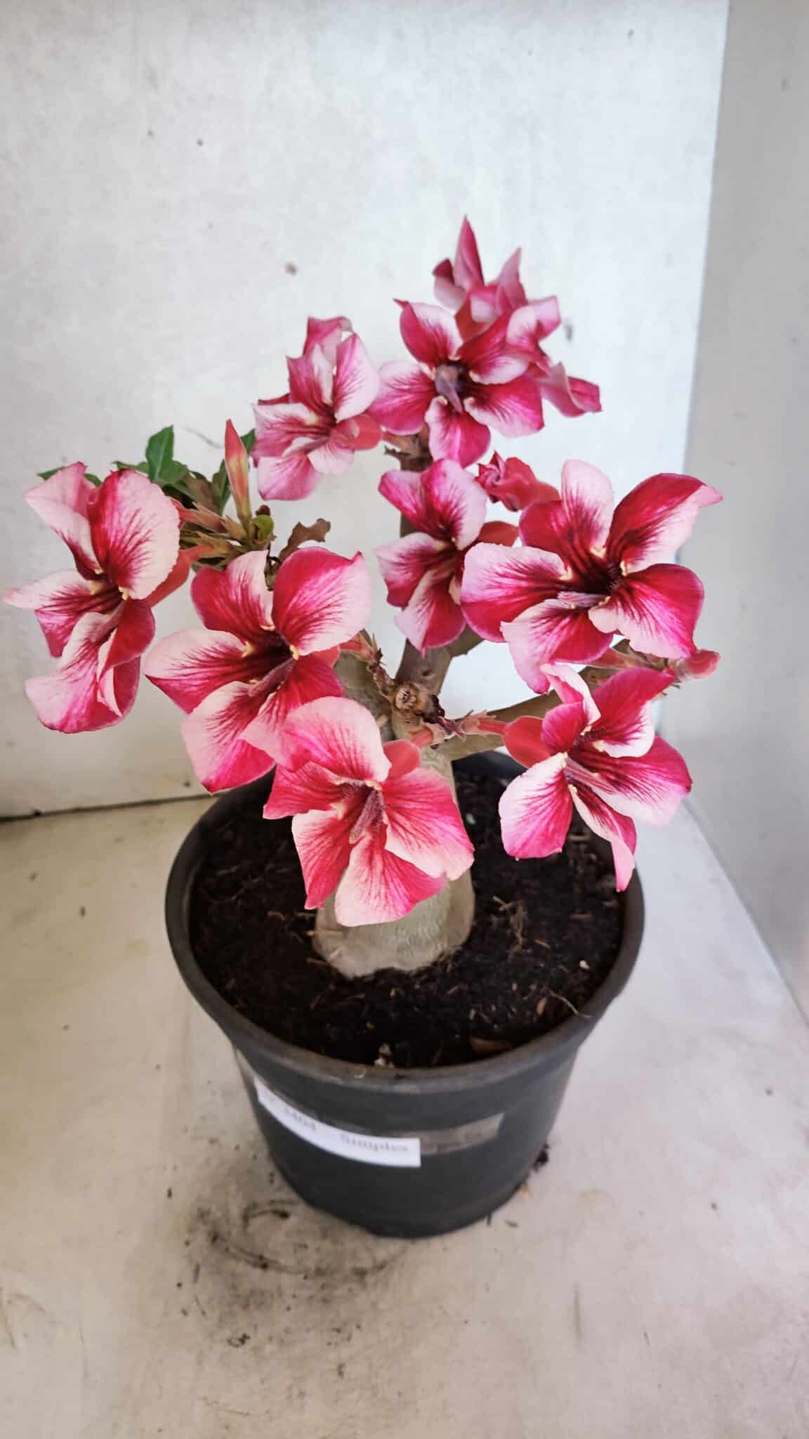 Planta Simples 3404 – 30cm – 03 anos - foto 4