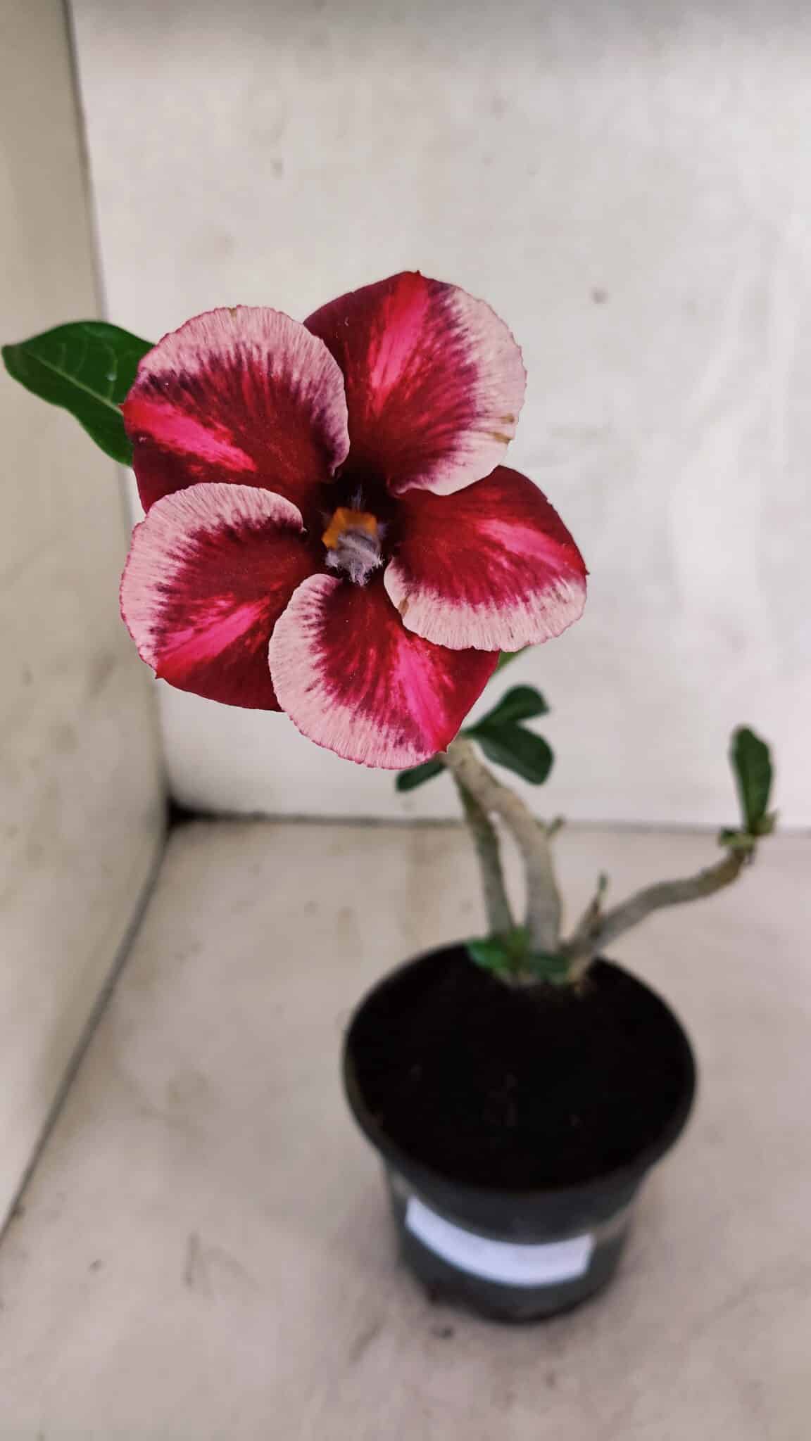 Planta Simples 3406 – 30cm – 02 anos - foto 2