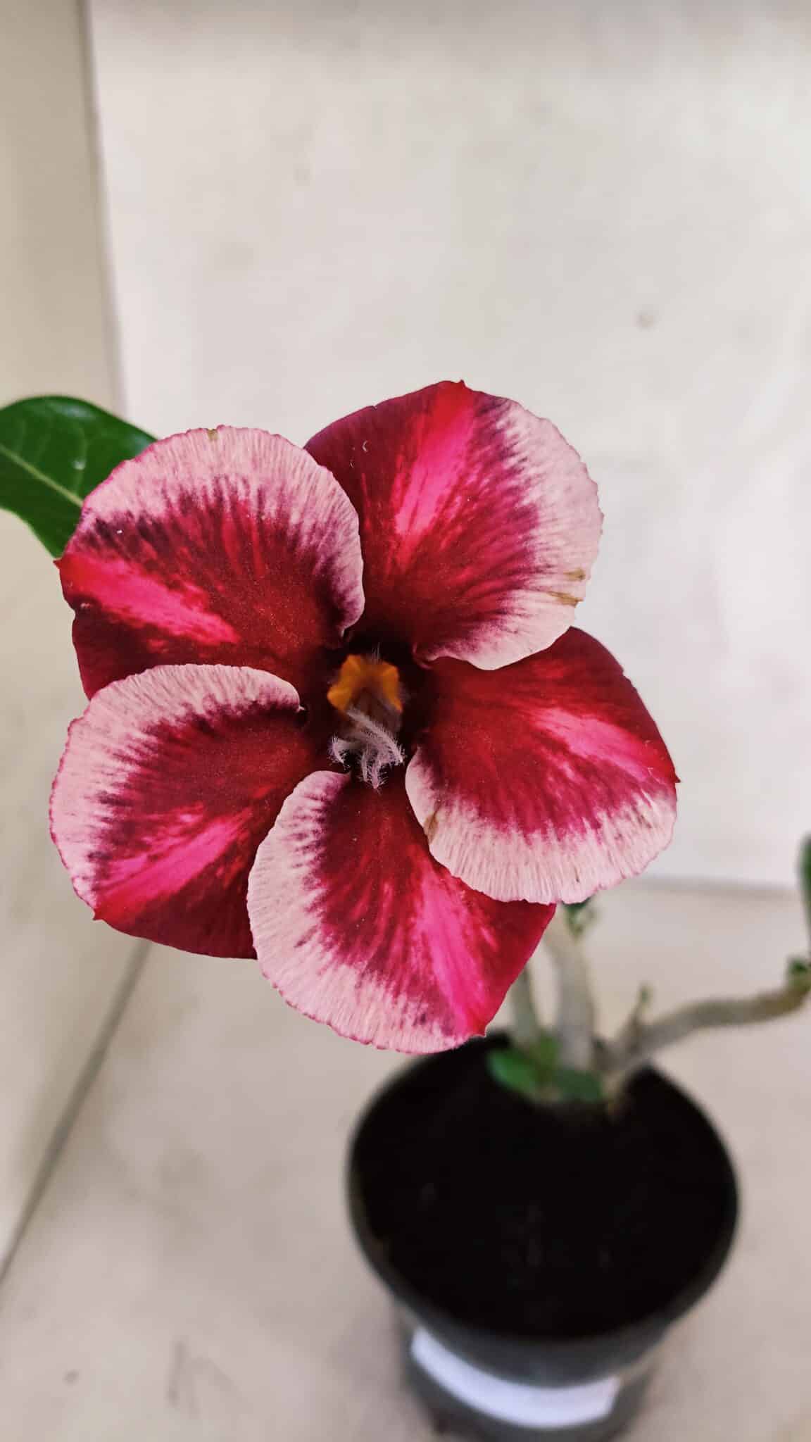 Planta Simples 3406 – 30cm – 02 anos - foto 3