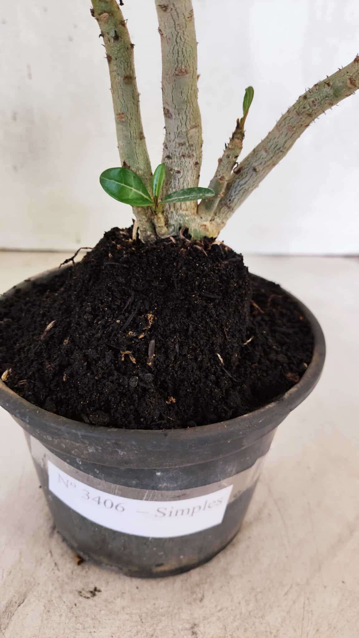 Planta Simples 3406 – 30cm – 02 anos - foto 6