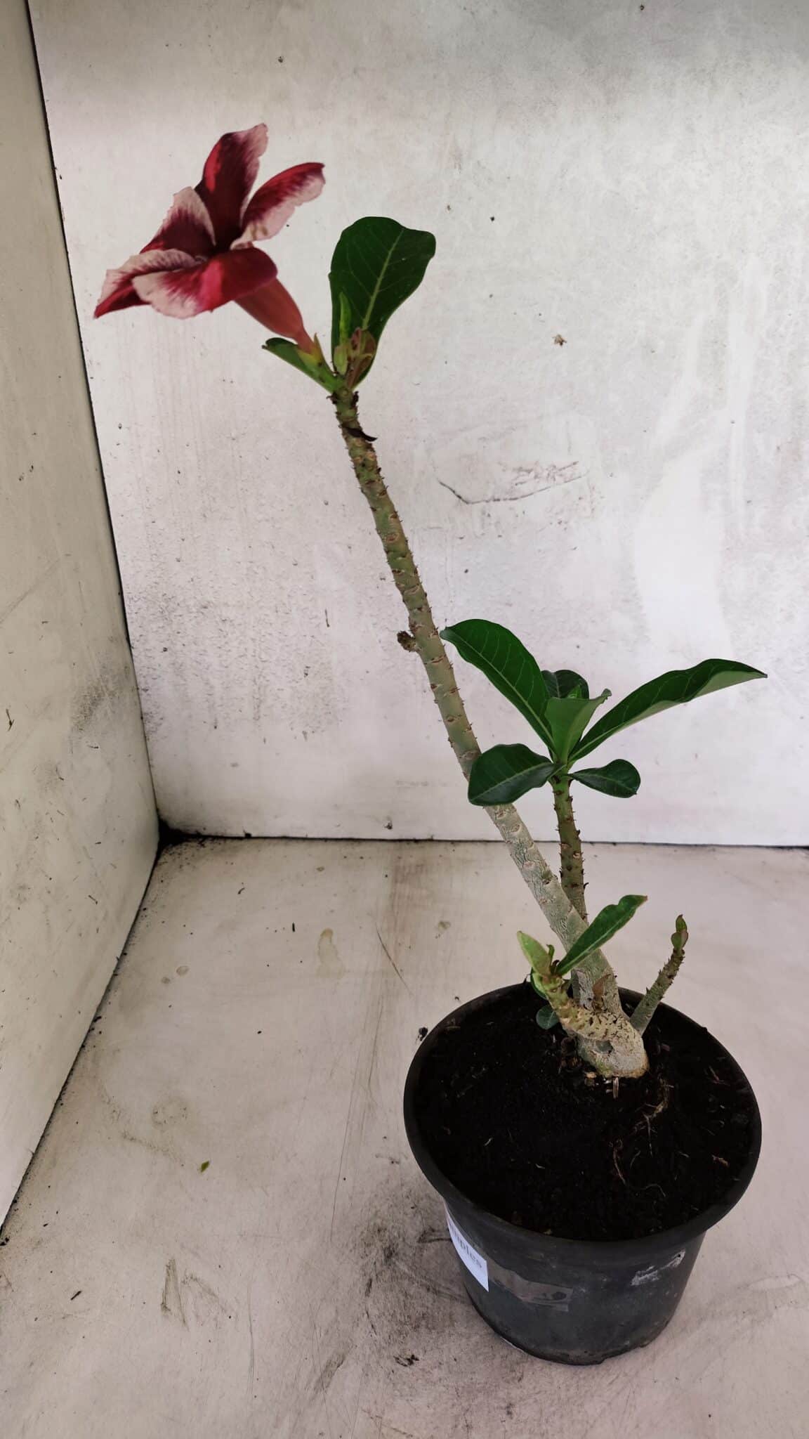 Planta Simples 3406 – 30cm – 02 anos - foto 5