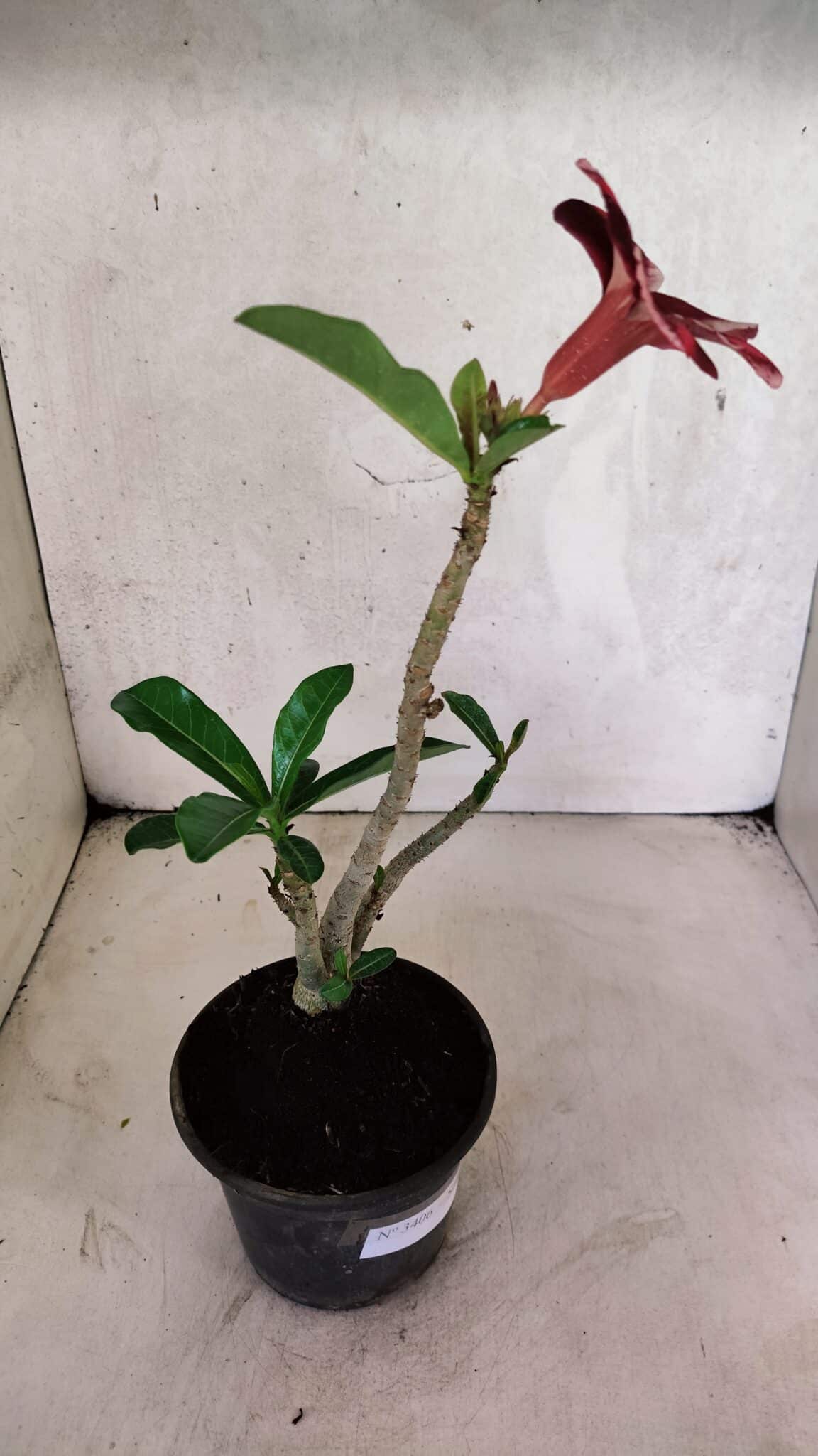 Planta Simples 3406 – 30cm – 02 anos - foto 4